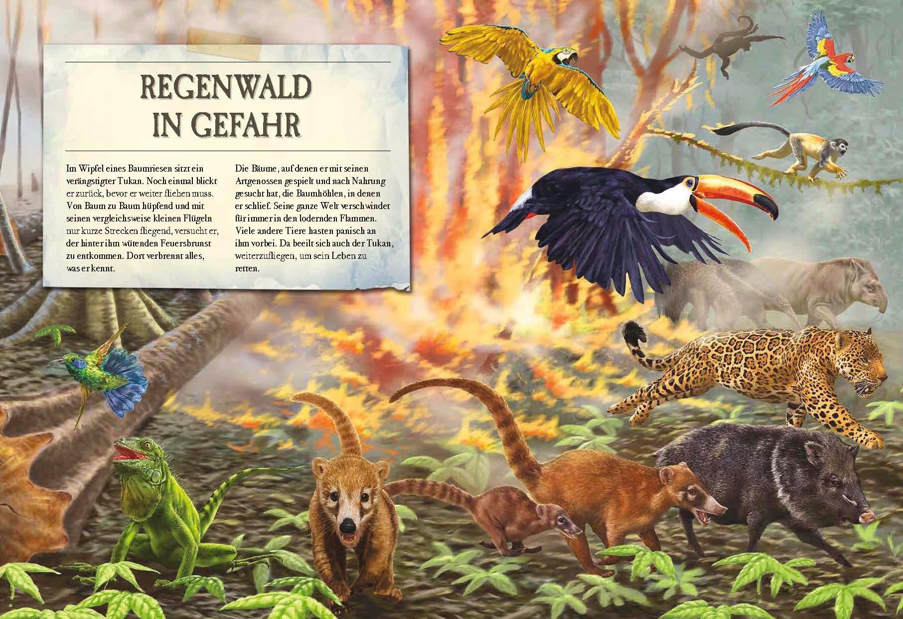 Beispielinhalt (Bild) Verborgene Welt des Regenwaldes