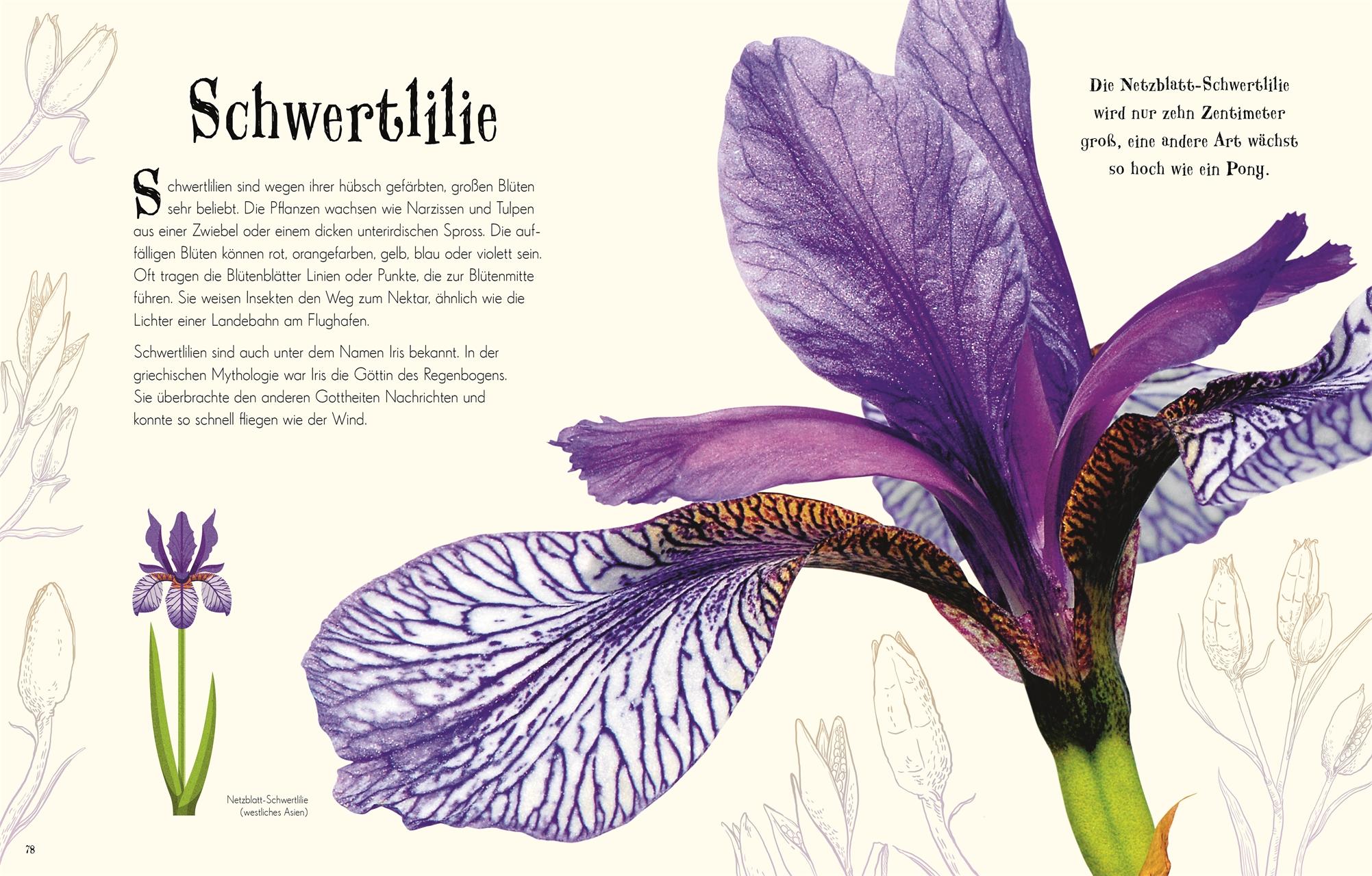 Beispielinhalt (Bild) Wundervolle Welt der Natur