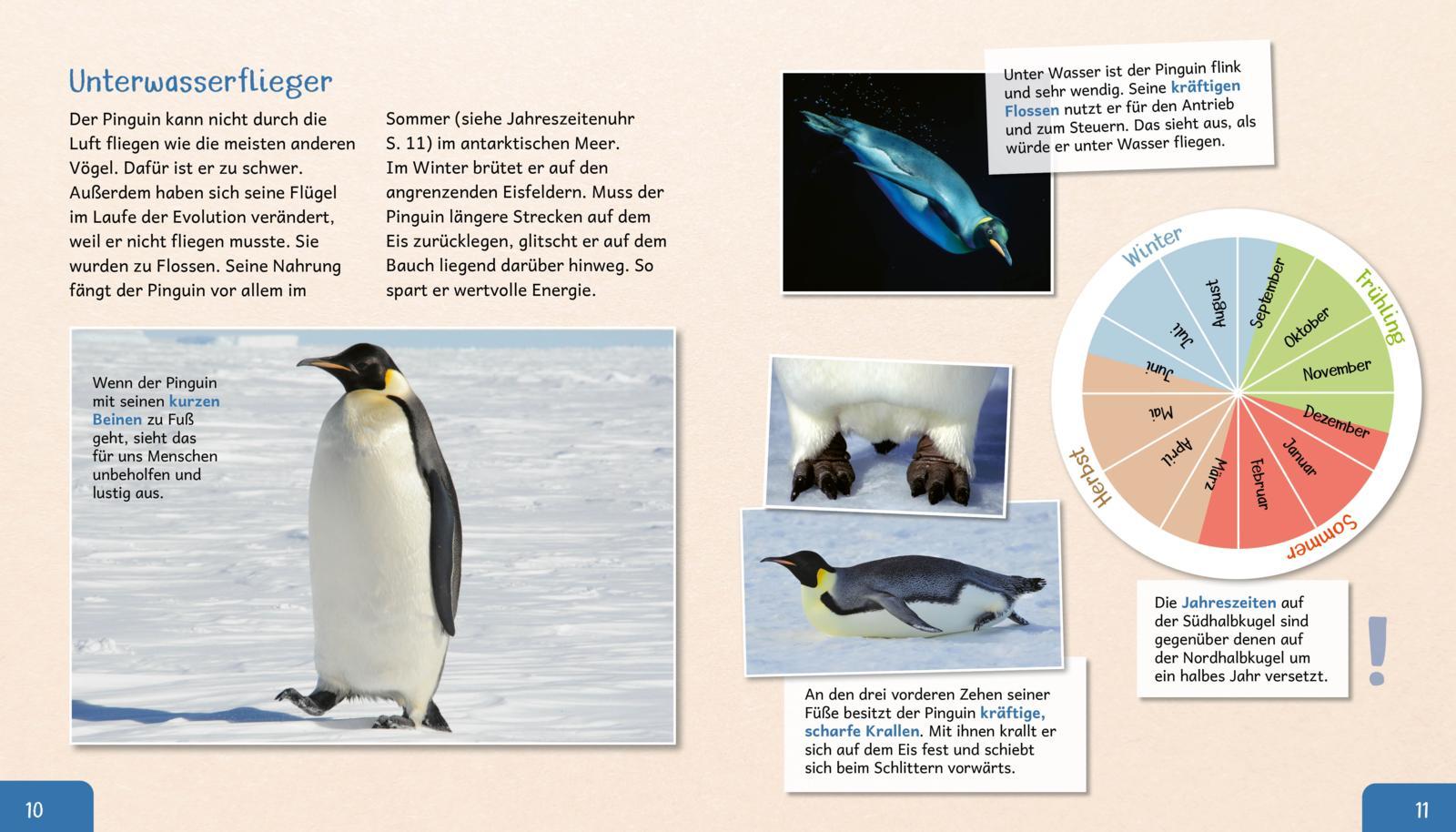 Beispielinhalt (Bild) Meine große Tierbibliothek: Der Pinguin