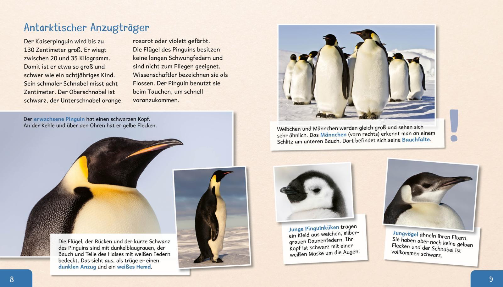 Beispielinhalt (Bild) Meine große Tierbibliothek: Der Pinguin