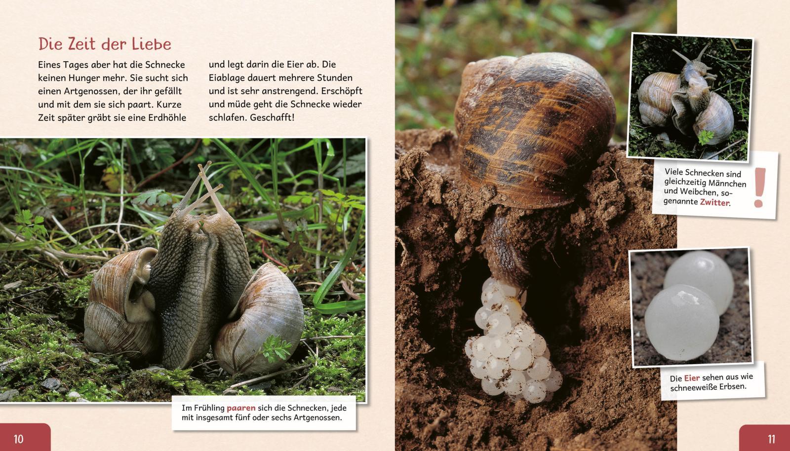 Beispielinhalt (Bild) Meine große Tierbibliothek: Die Schnecke