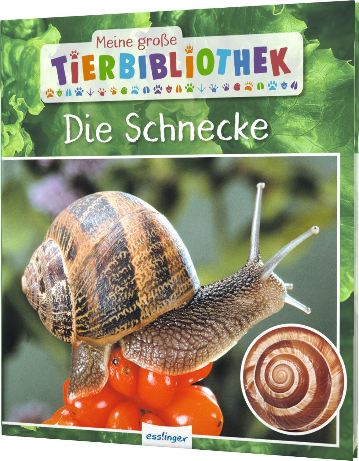 Vorderes Coverbild Meine große Tierbibliothek: Die Schnecke