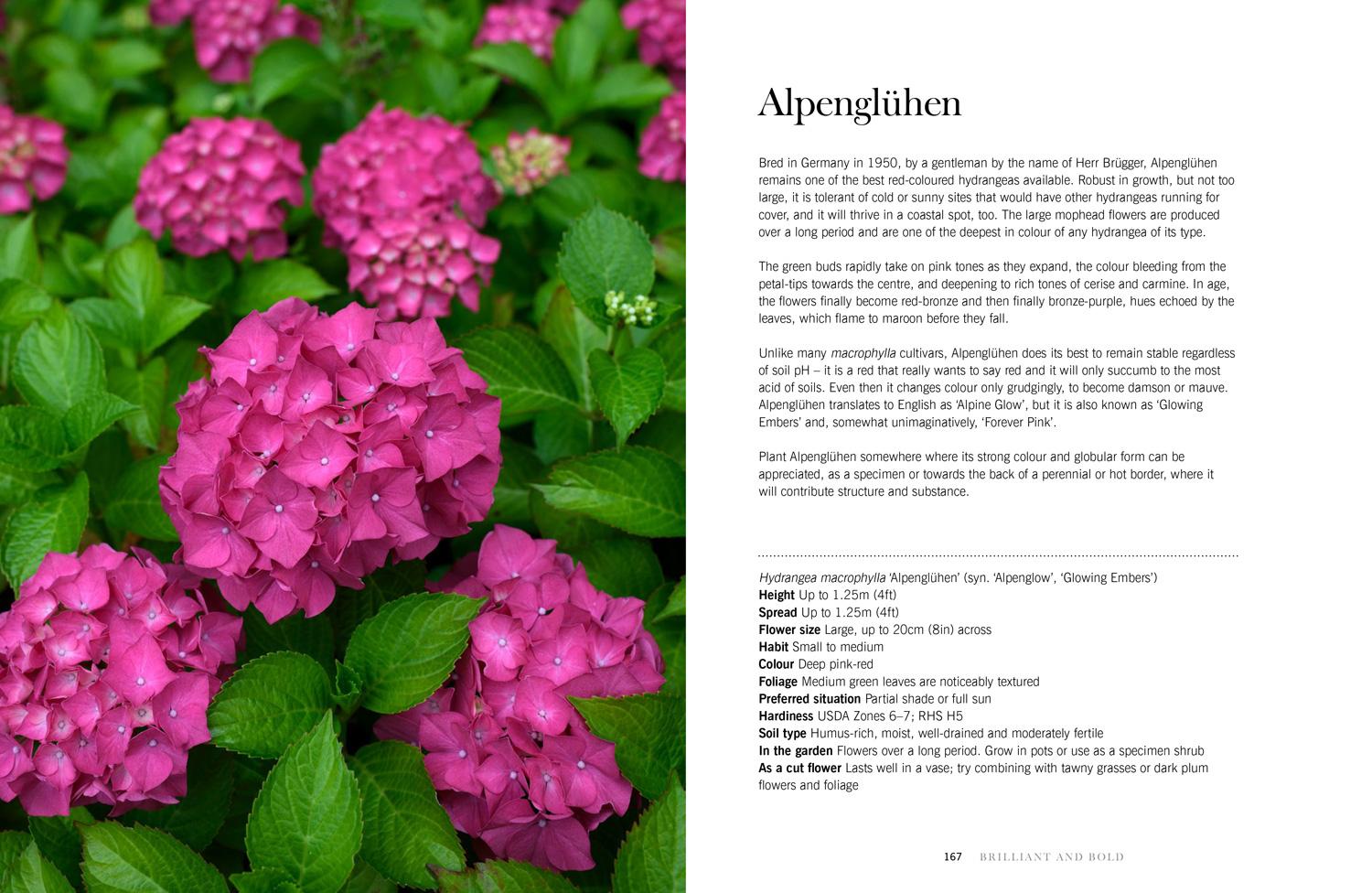 Beispielinhalt (Bild) Hydrangeas