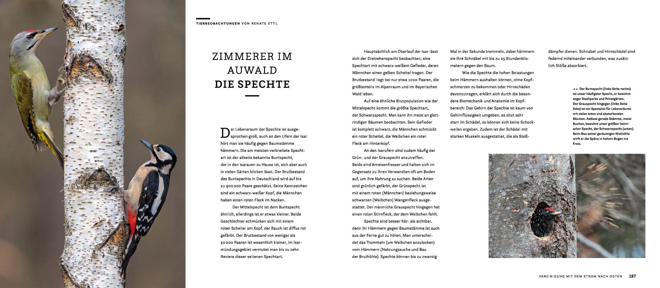 Beispielinhalt (Bild) Wilde Isar