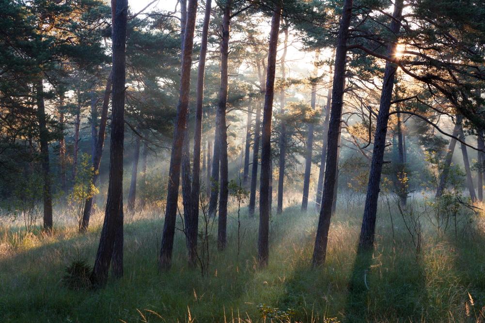 Beispielinhalt (Bild) Wilde Isar
