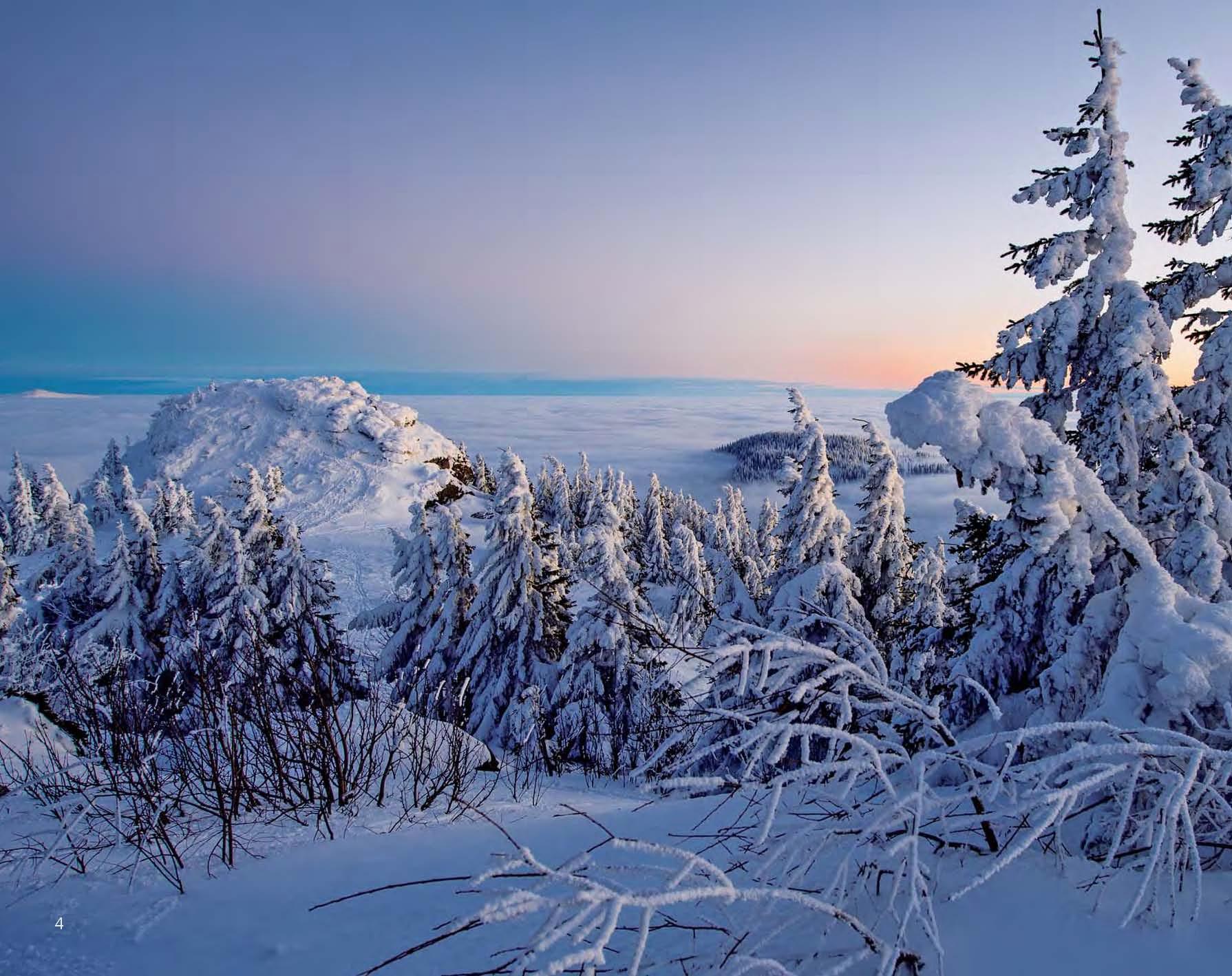 Beispielinhalt (Bild) Wildfremd