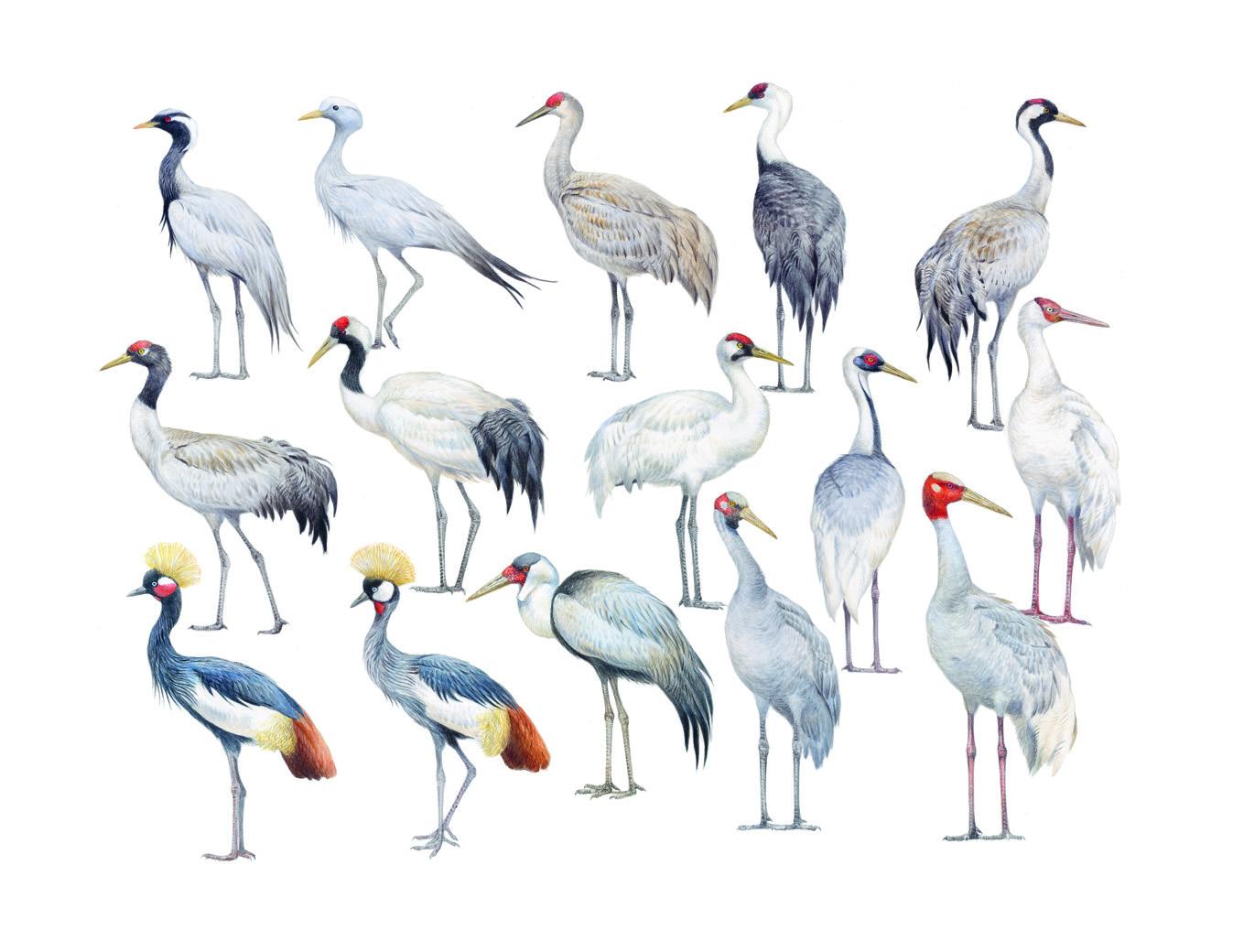 Beispielinhalt (Bild) Die Kraniche der Welt