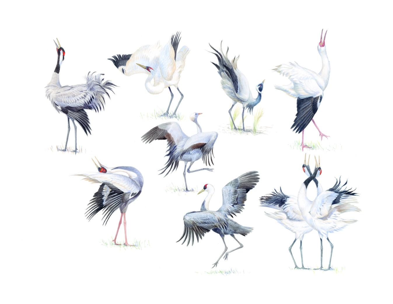 Beispielinhalt (Bild) Die Kraniche der Welt