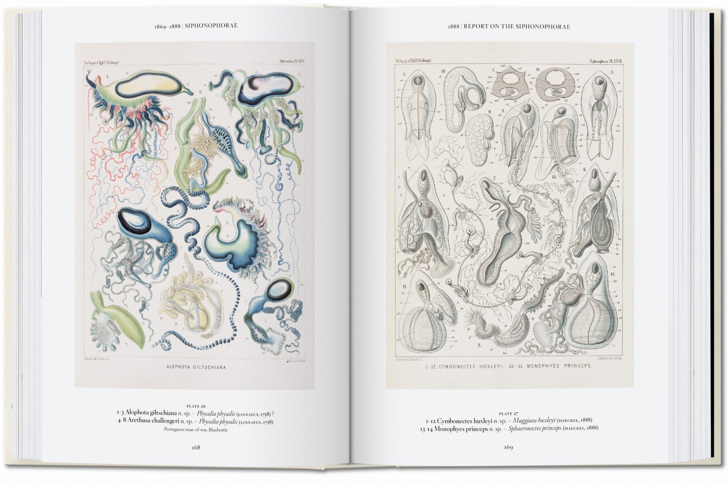 Beispielinhalt (Bild) Ernst Haeckel. Kunst und Wissenschaft. 40th Ed.