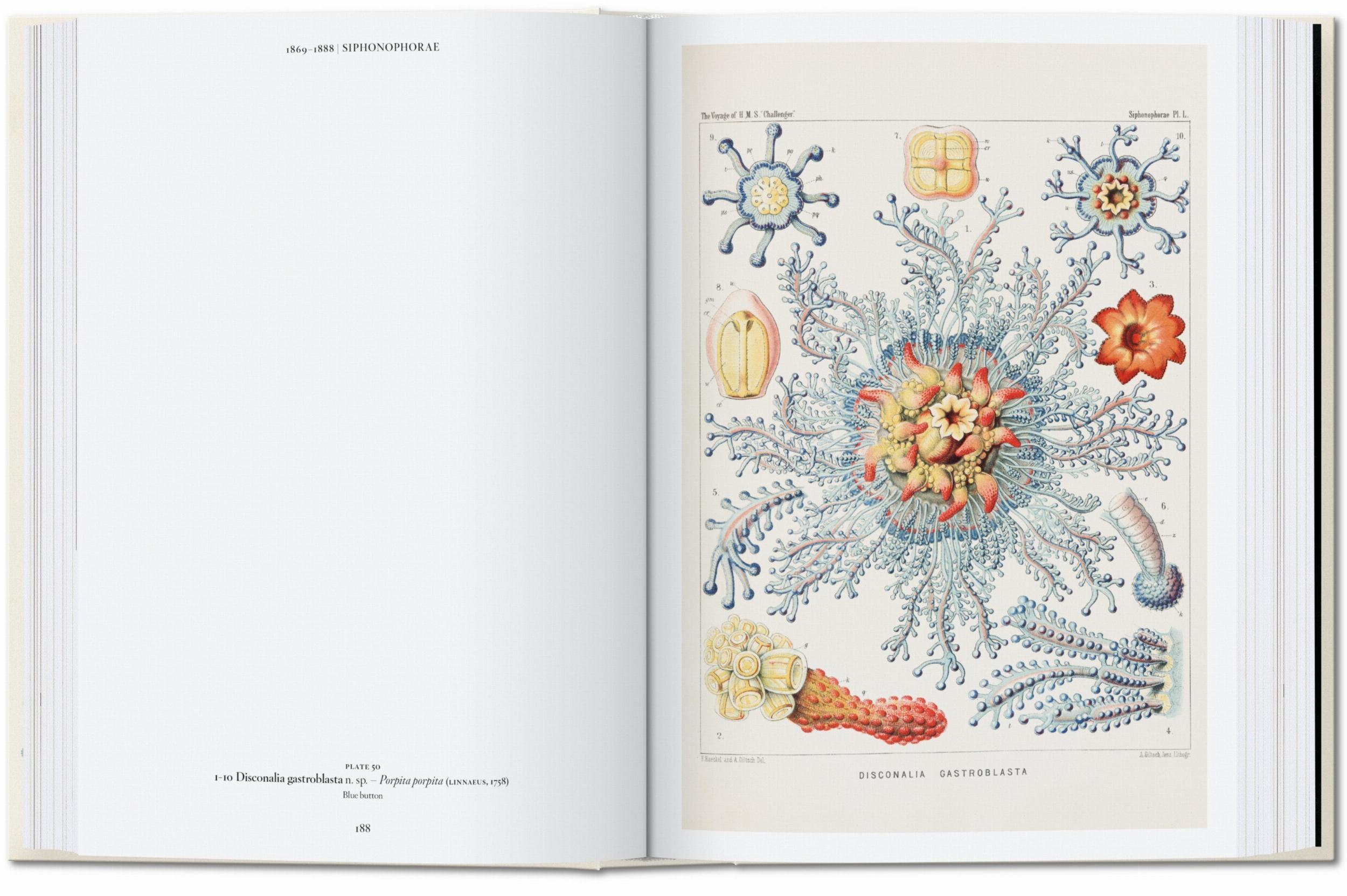 Beispielinhalt (Bild) Ernst Haeckel. Kunst und Wissenschaft. 40th Ed.