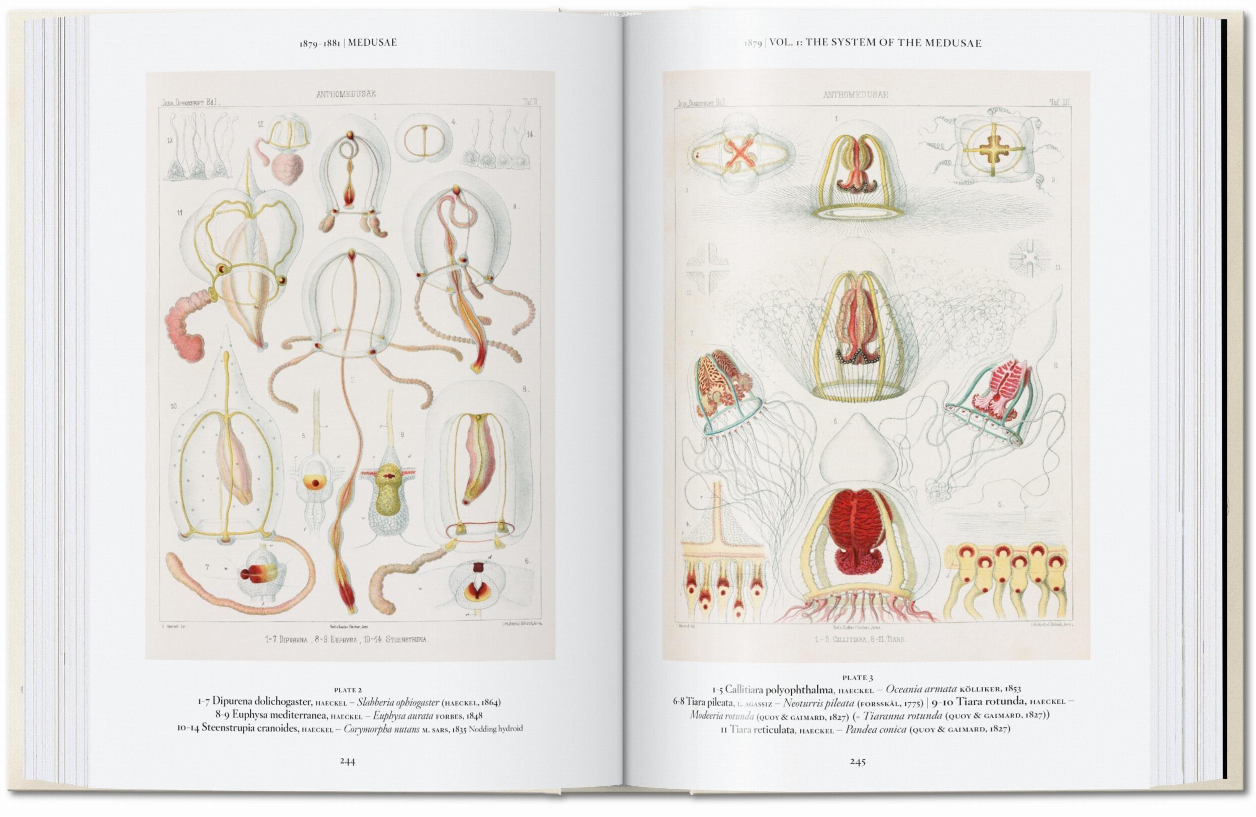 Beispielinhalt (Bild) Ernst Haeckel. Kunst und Wissenschaft. 40th Ed.