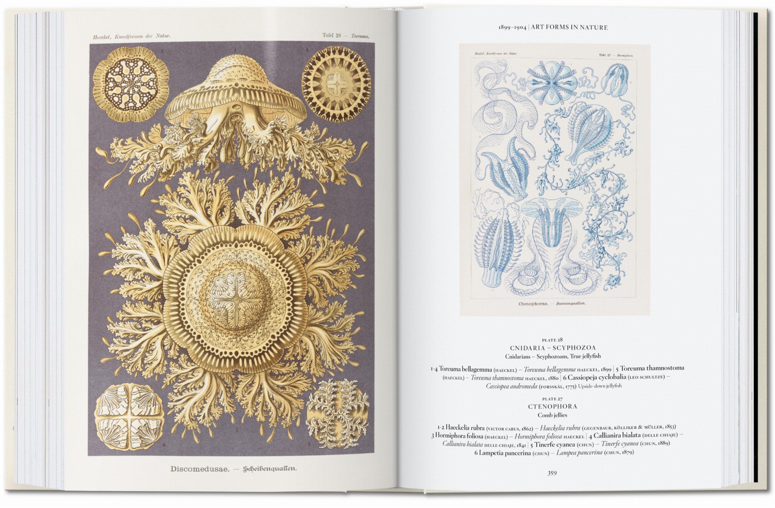 Beispielinhalt (Bild) Ernst Haeckel. Kunst und Wissenschaft. 40th Ed.
