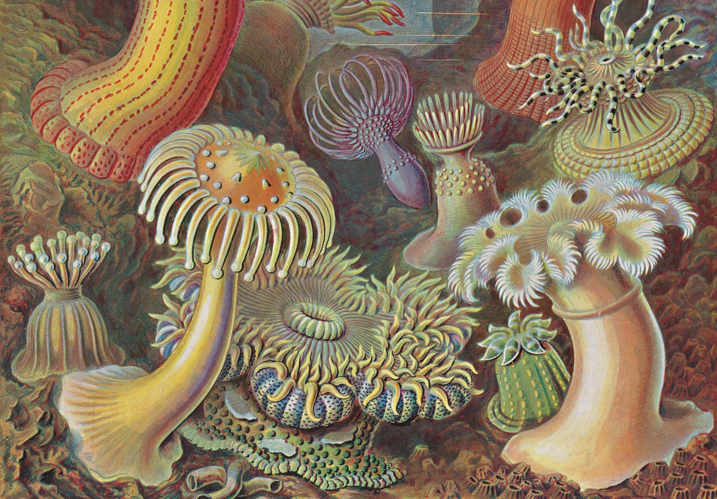Beispielinhalt (Bild) Ernst Haeckel. Kunst und Wissenschaft. 40th Ed.
