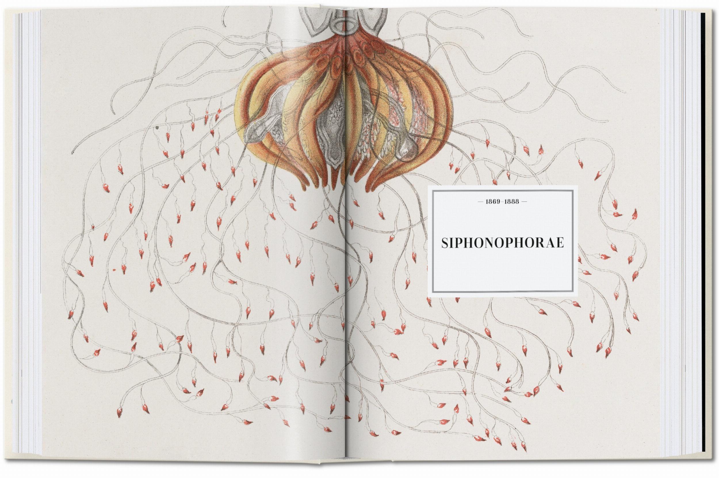 Beispielinhalt (Bild) Ernst Haeckel. Kunst und Wissenschaft. 40th Ed.