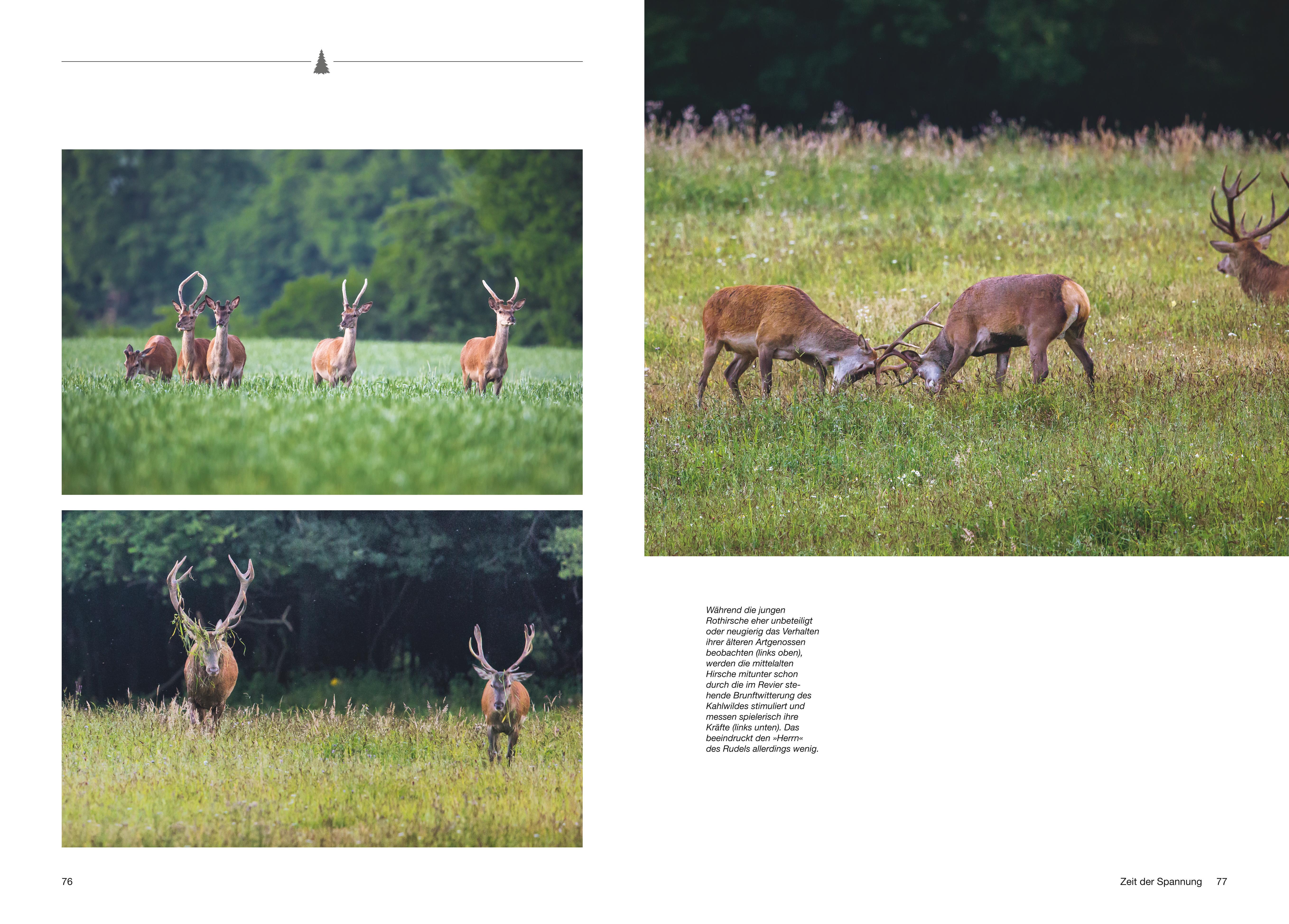 Beispielinhalt (Bild) Besondere Jagdmomente