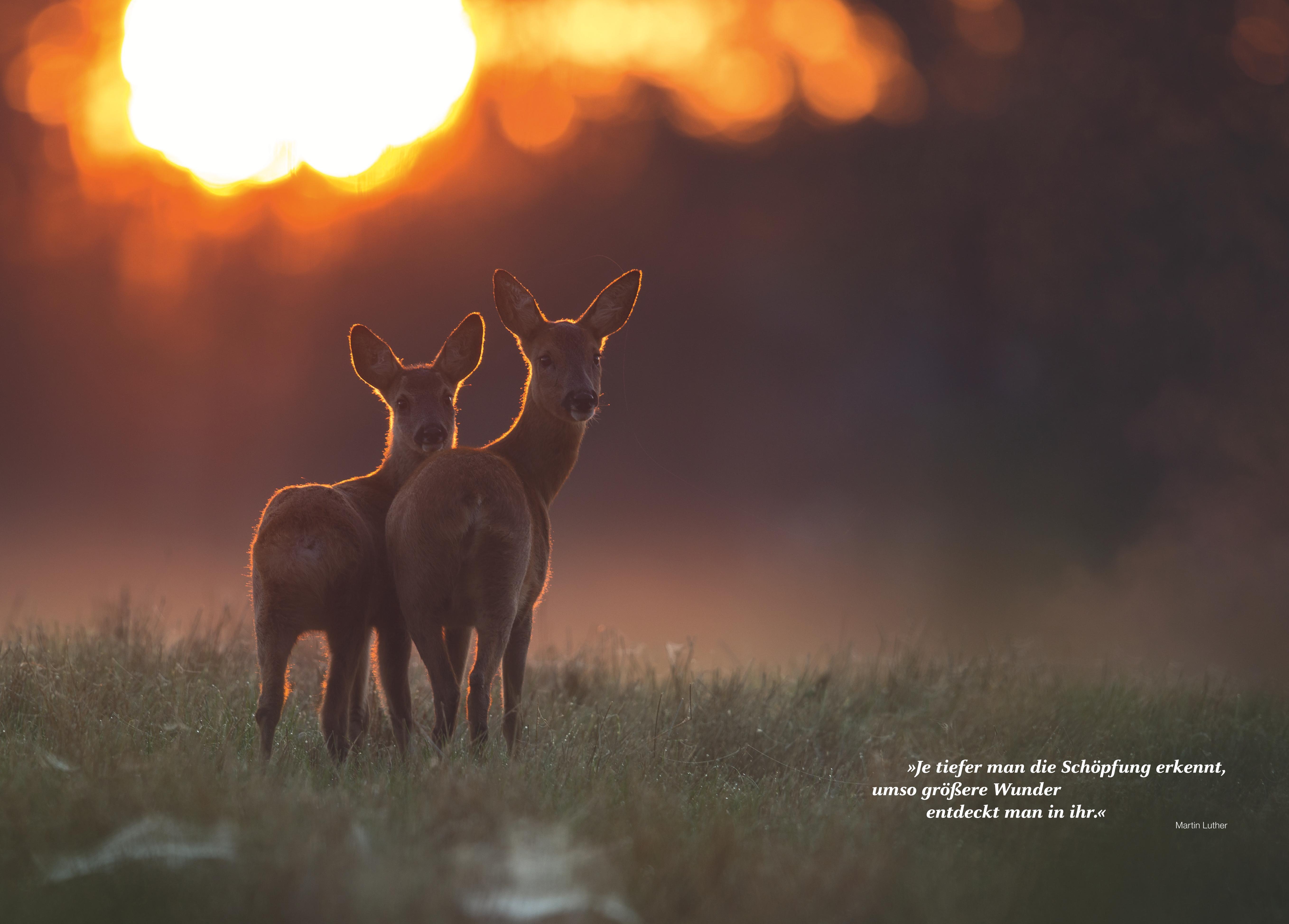 Beispielinhalt (Bild) Besondere Jagdmomente