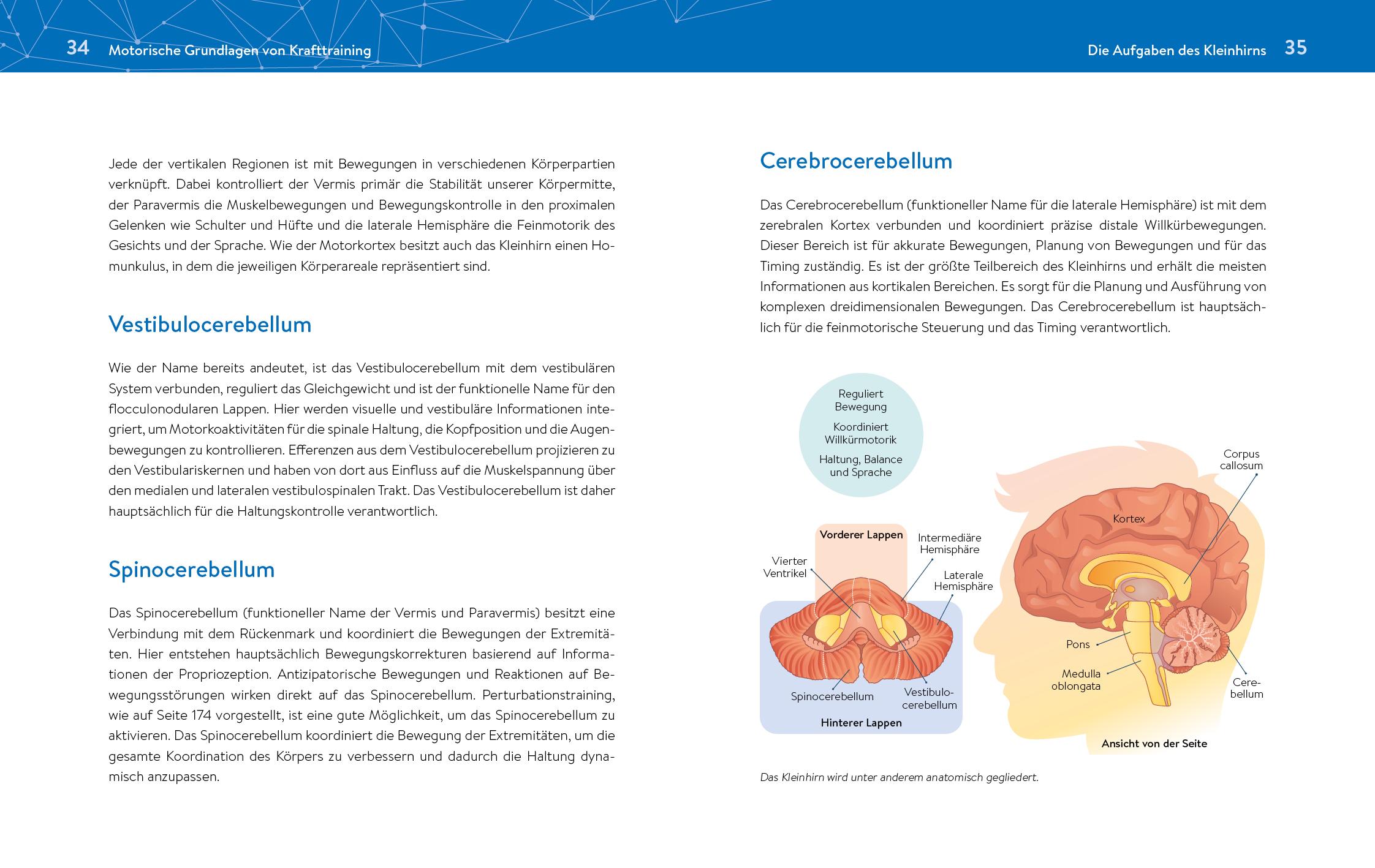 Beispielinhalt (Bild) Das neue Krafttraining