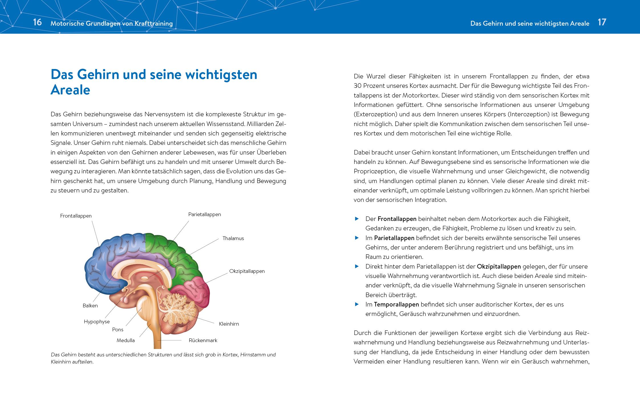 Beispielinhalt (Bild) Das neue Krafttraining