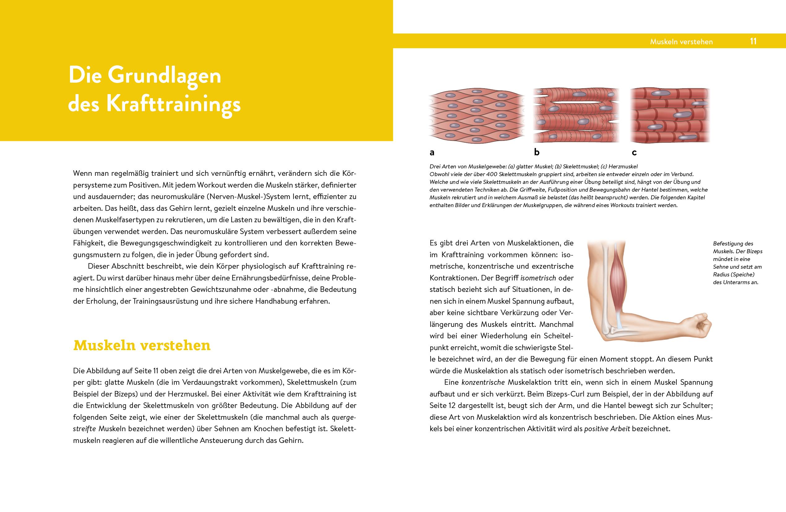 Beispielinhalt (Bild) Krafttraining - Das Handbuch für Einsteiger