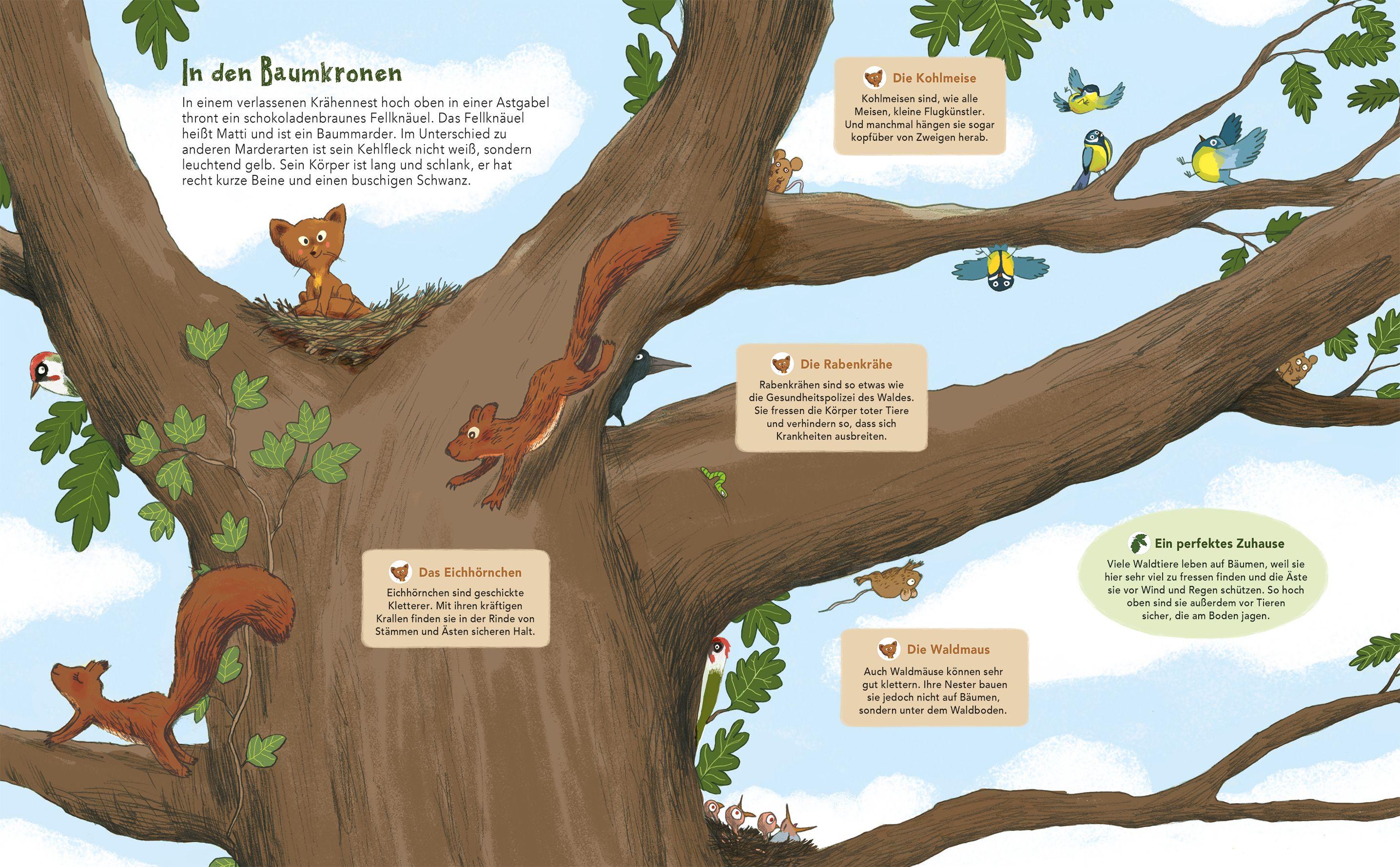 Beispielinhalt (Bild) Matti und das Leben im Wald - Ein Marder zeigt dir sein Zuhause