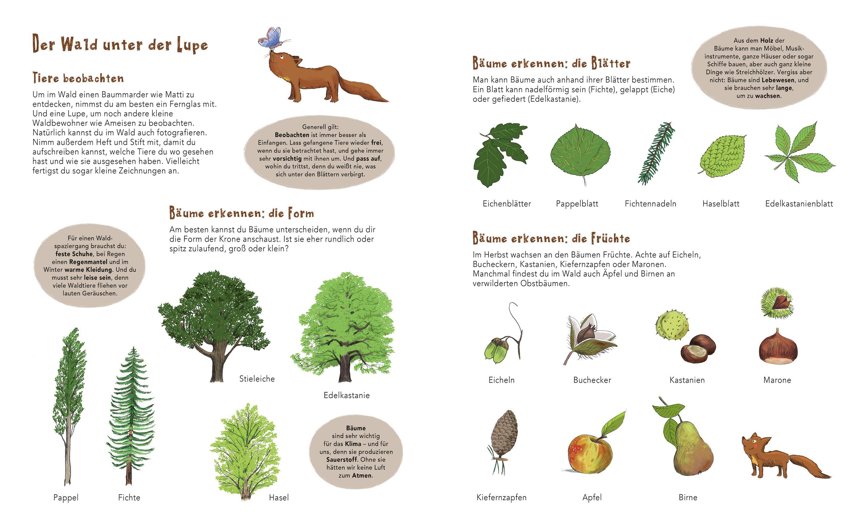 Beispielinhalt (Bild) Matti und das Leben im Wald - Ein Marder zeigt dir sein Zuhause