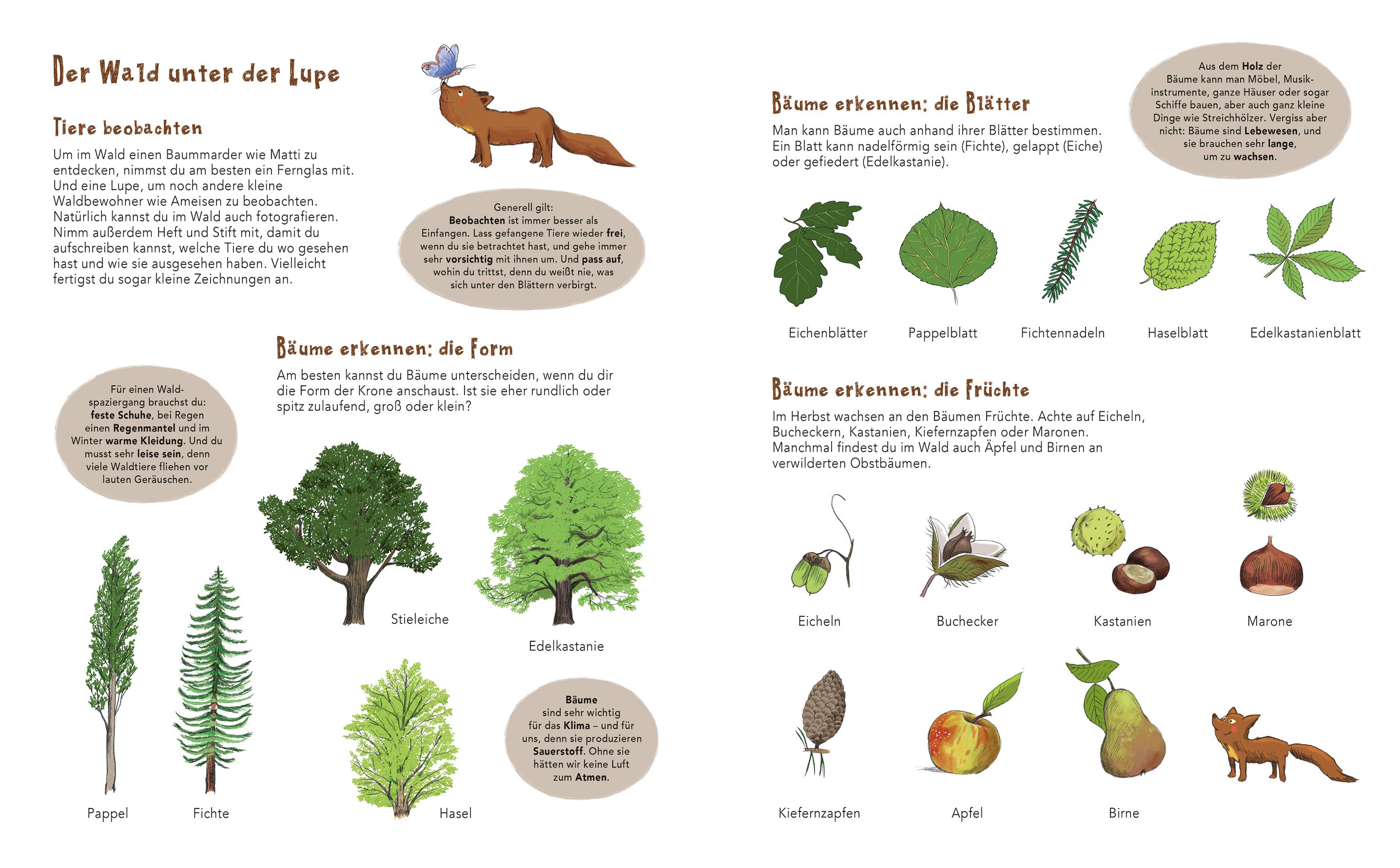 Beispielinhalt (Bild) Matti und das Leben im Wald - Ein Marder zeigt dir sein Zuhause