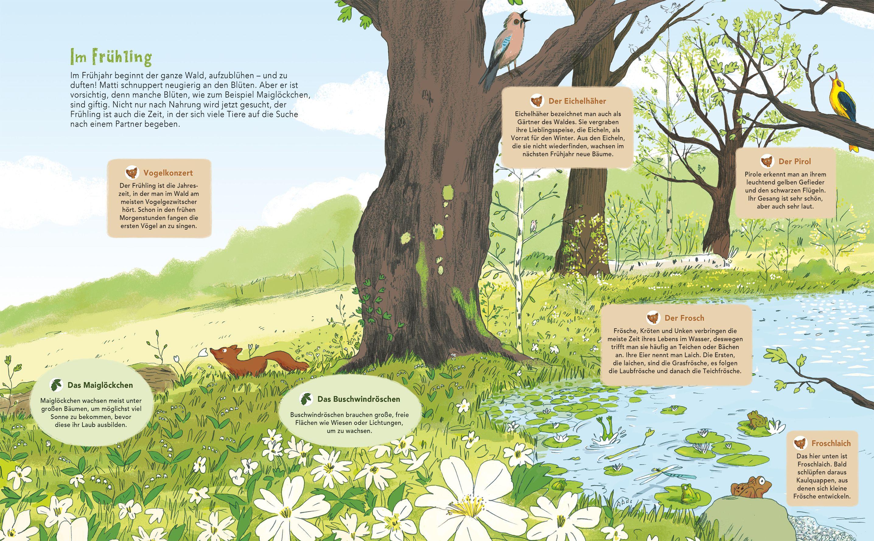 Beispielinhalt (Bild) Matti und das Leben im Wald - Ein Marder zeigt dir sein Zuhause