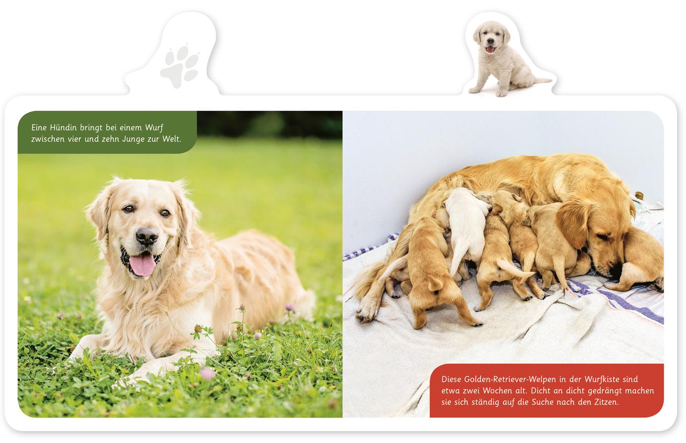 Beispielinhalt (Bild) Mein kleines Tier-Lexikon - Der Hund