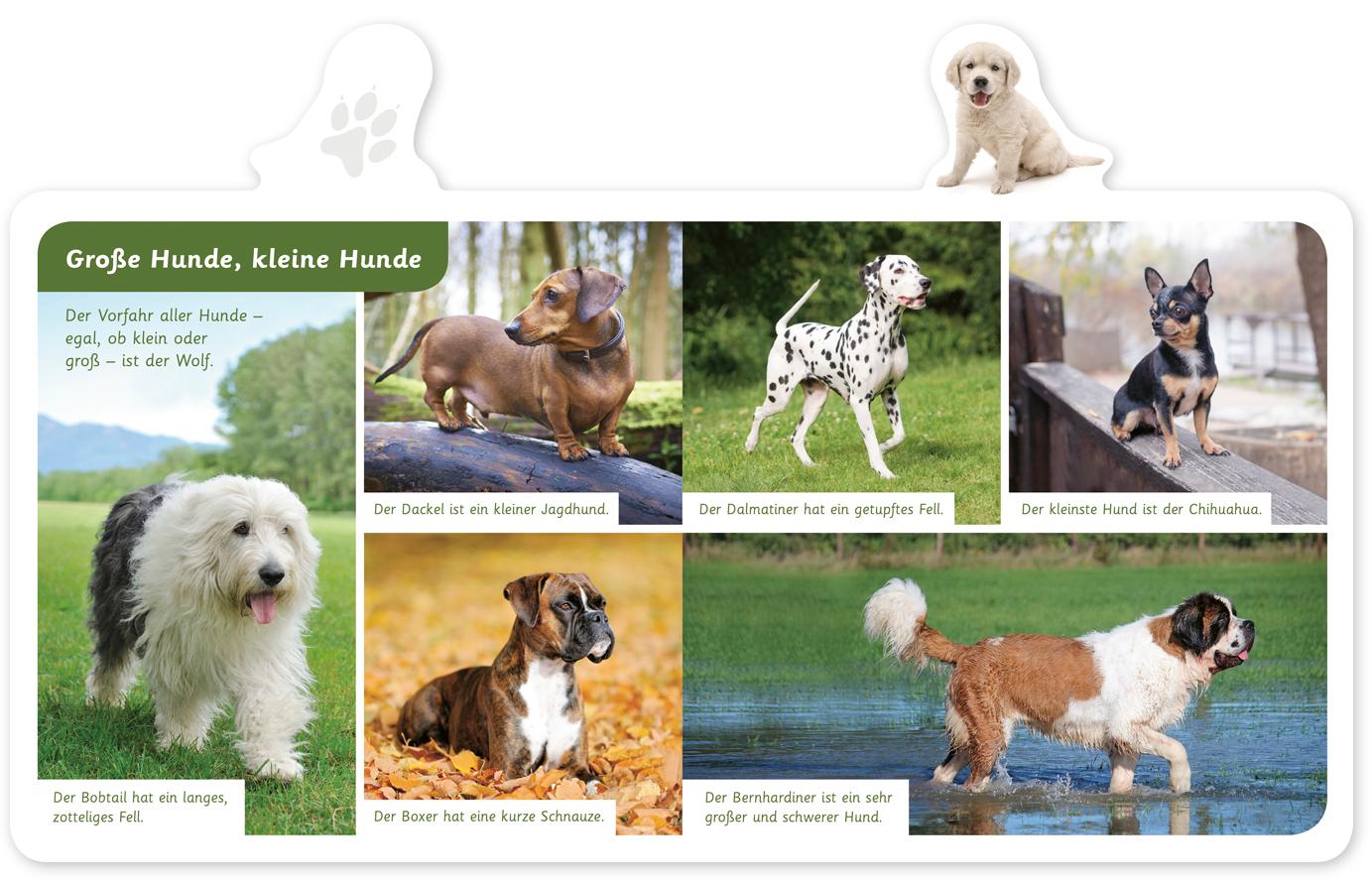 Beispielinhalt (Bild) Mein kleines Tier-Lexikon - Der Hund