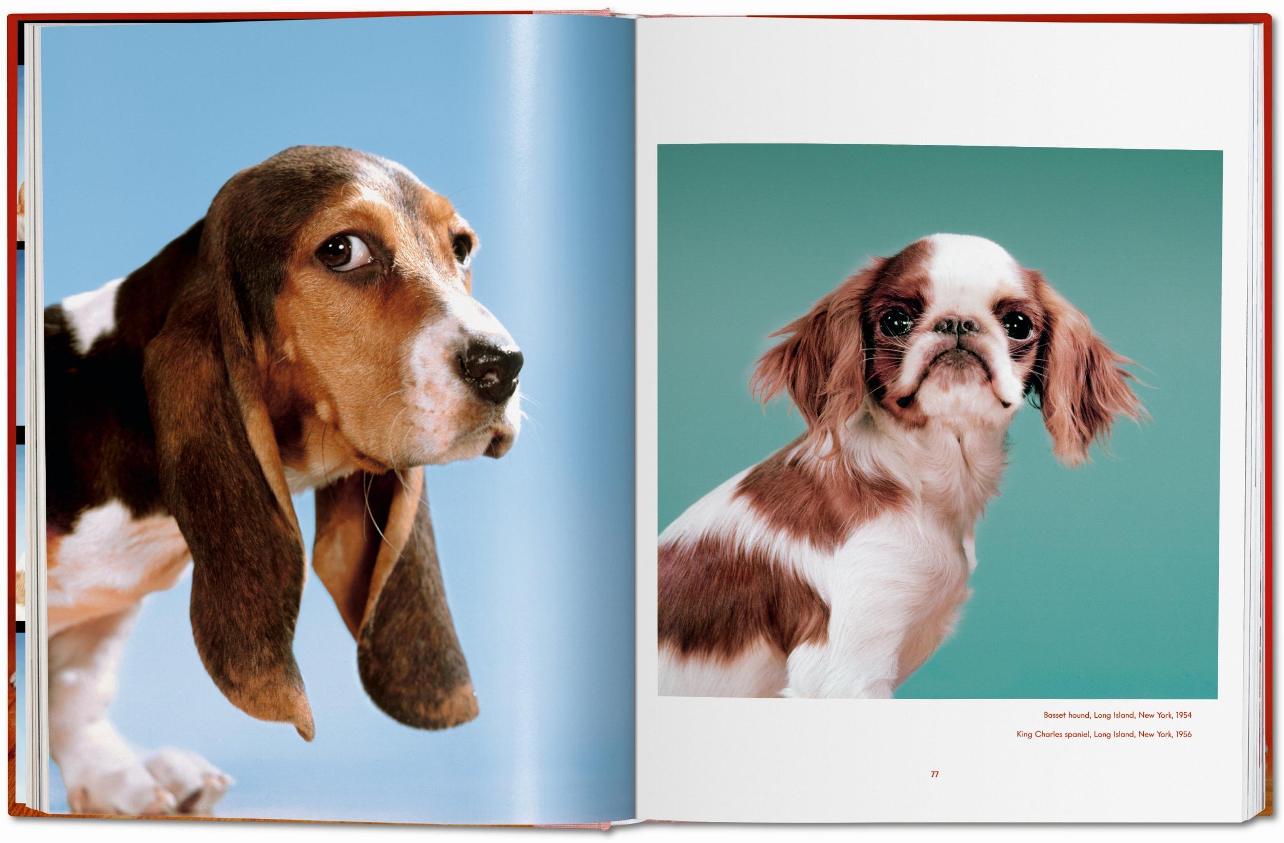 Beispielinhalt (Bild) Walter Chandoha. Dogs. Photographs 1941-1991
