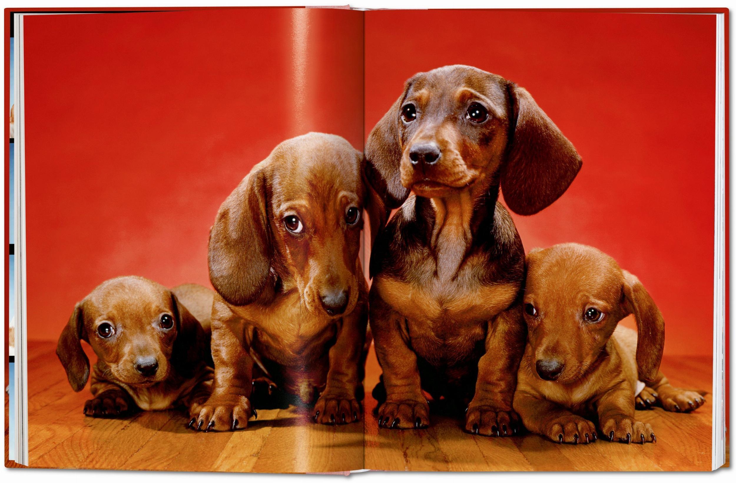 Beispielinhalt (Bild) Walter Chandoha. Dogs. Photographs 1941-1991