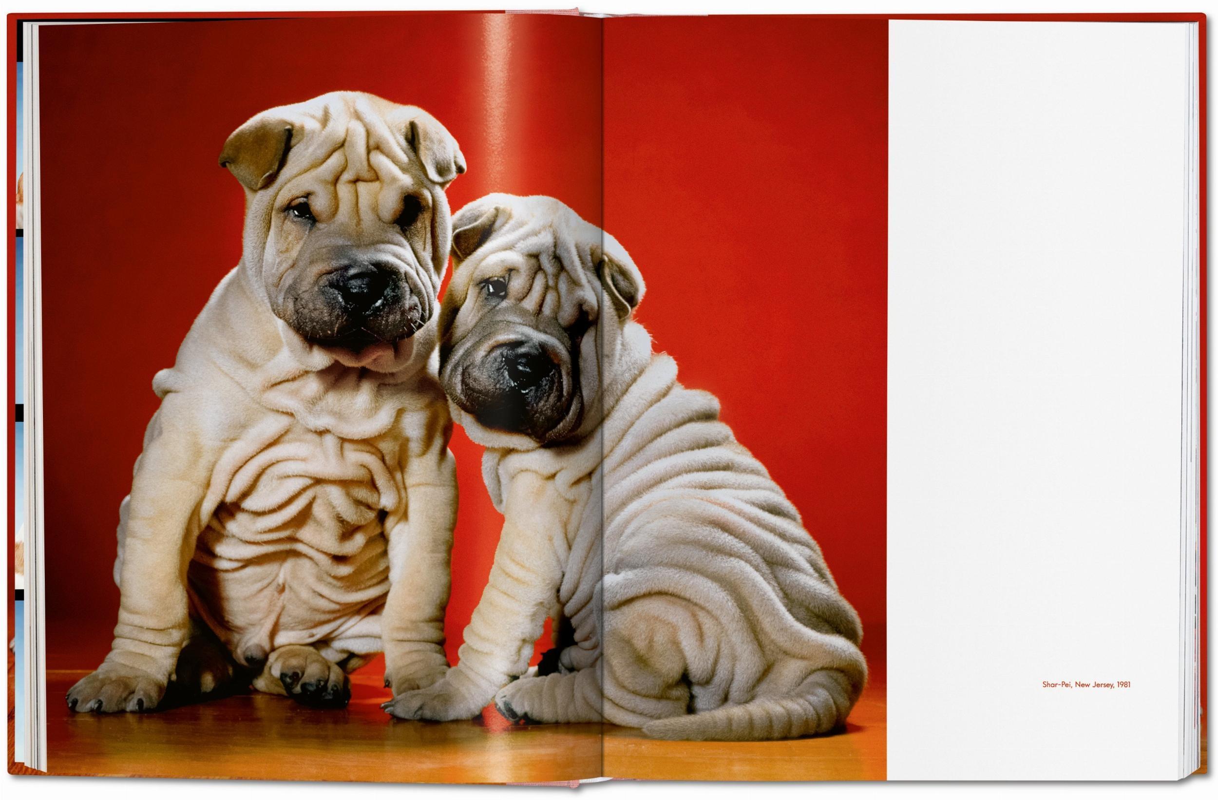 Beispielinhalt (Bild) Walter Chandoha. Dogs. Photographs 1941-1991