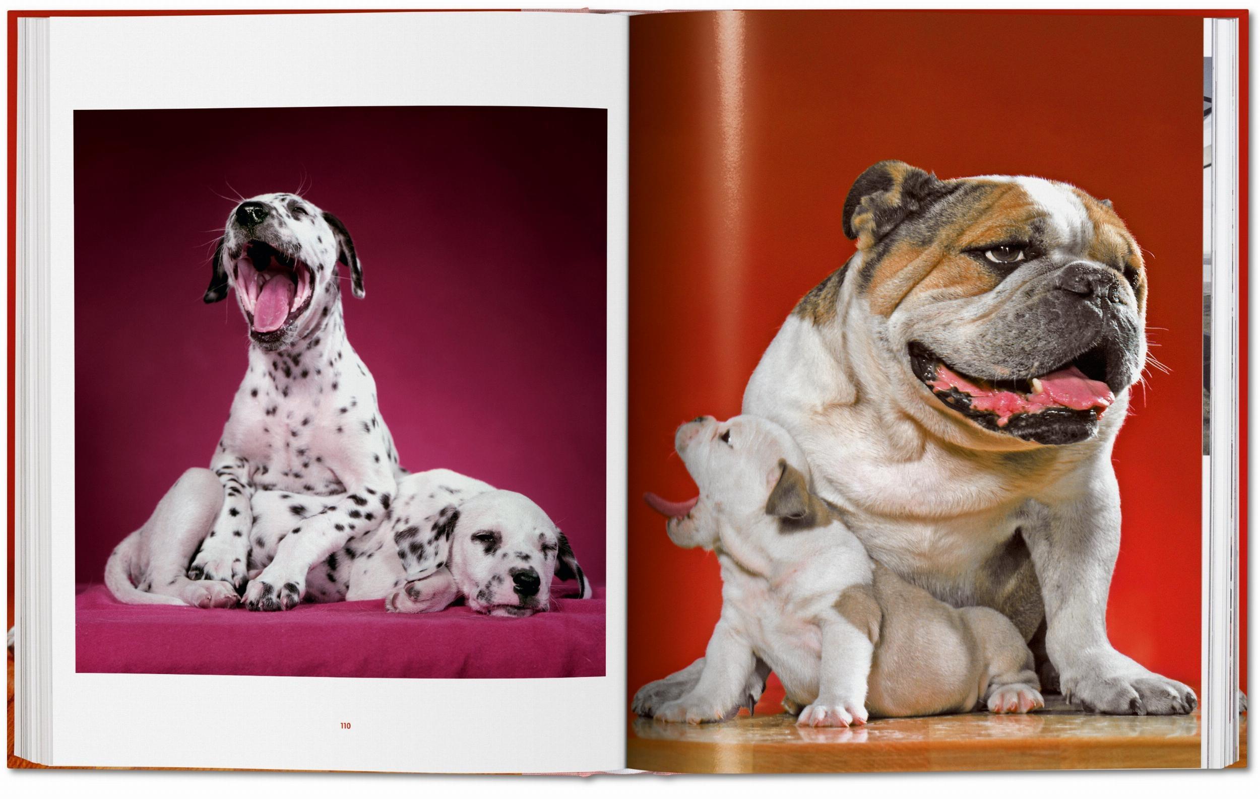 Beispielinhalt (Bild) Walter Chandoha. Dogs. Photographs 1941-1991