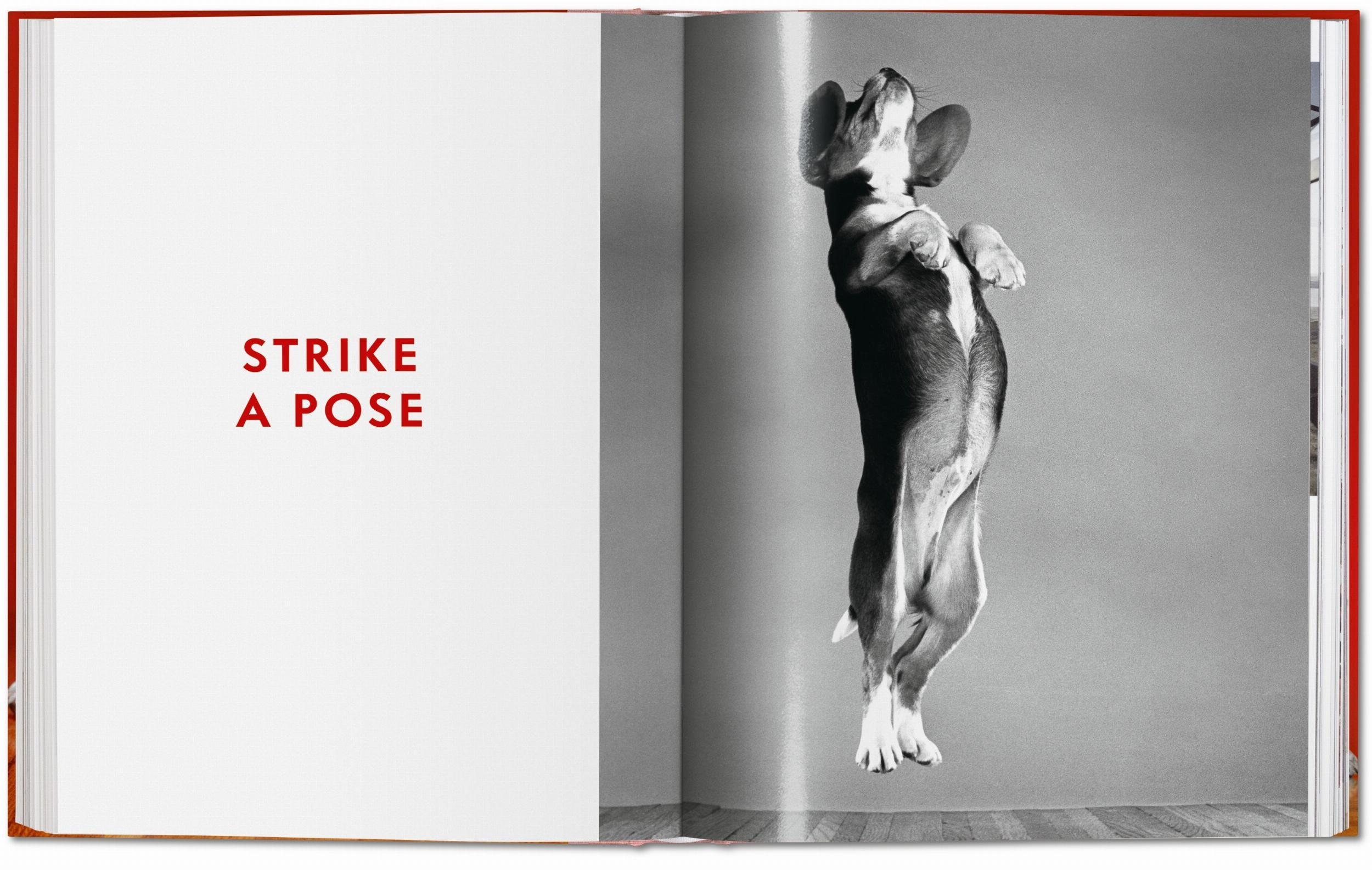 Beispielinhalt (Bild) Walter Chandoha. Dogs. Photographs 1941-1991