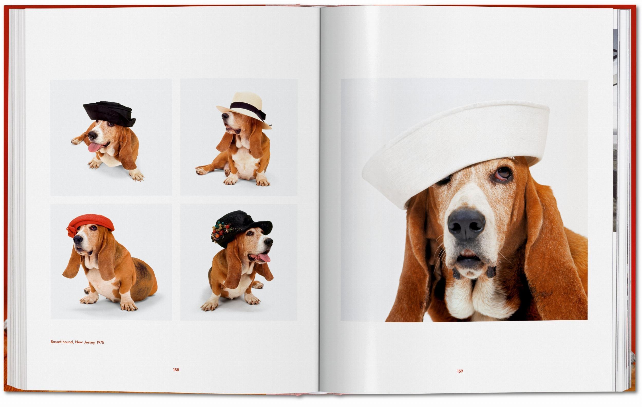 Beispielinhalt (Bild) Walter Chandoha. Dogs. Photographs 1941-1991