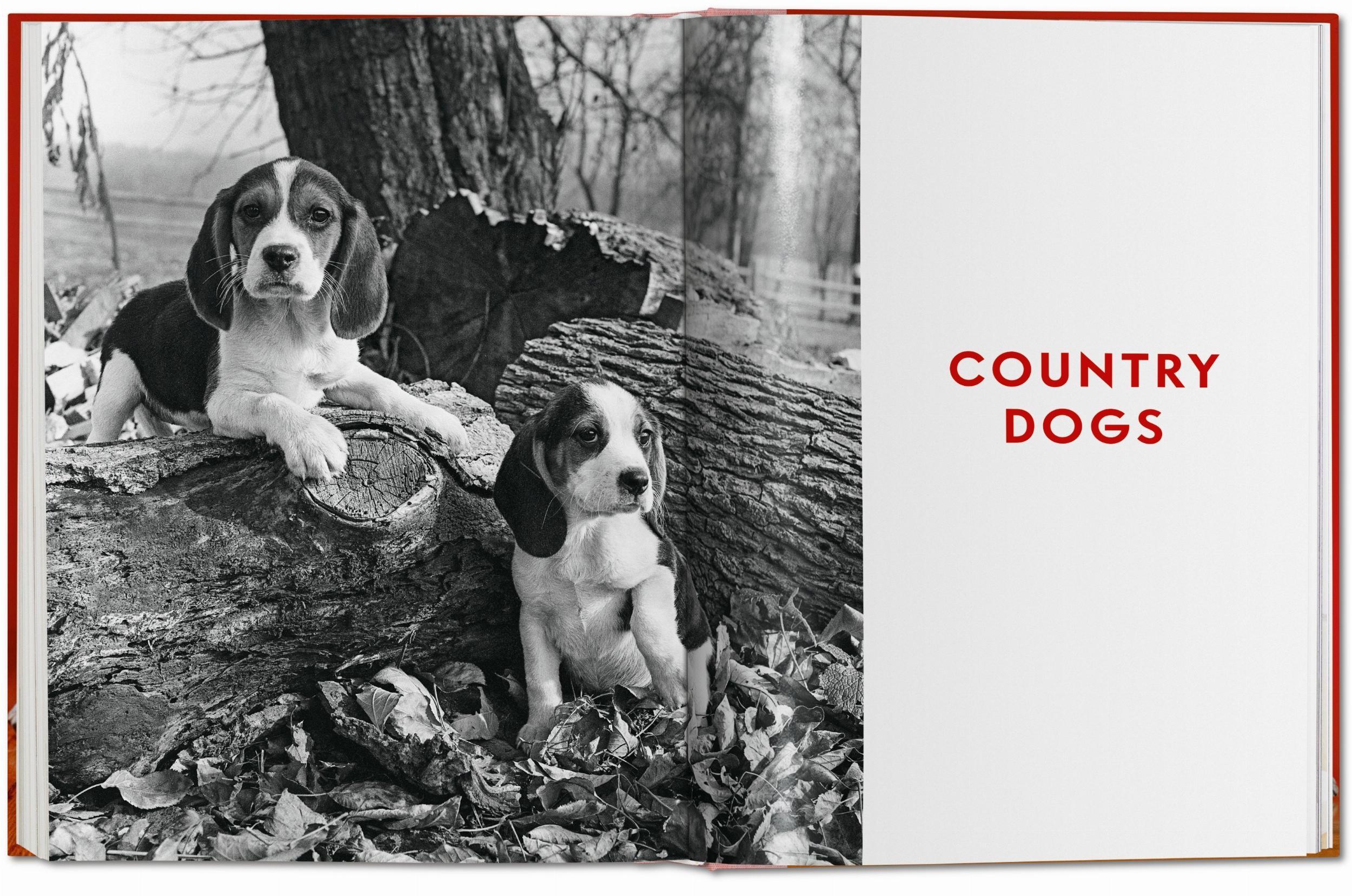 Beispielinhalt (Bild) Walter Chandoha. Dogs. Photographs 1941-1991