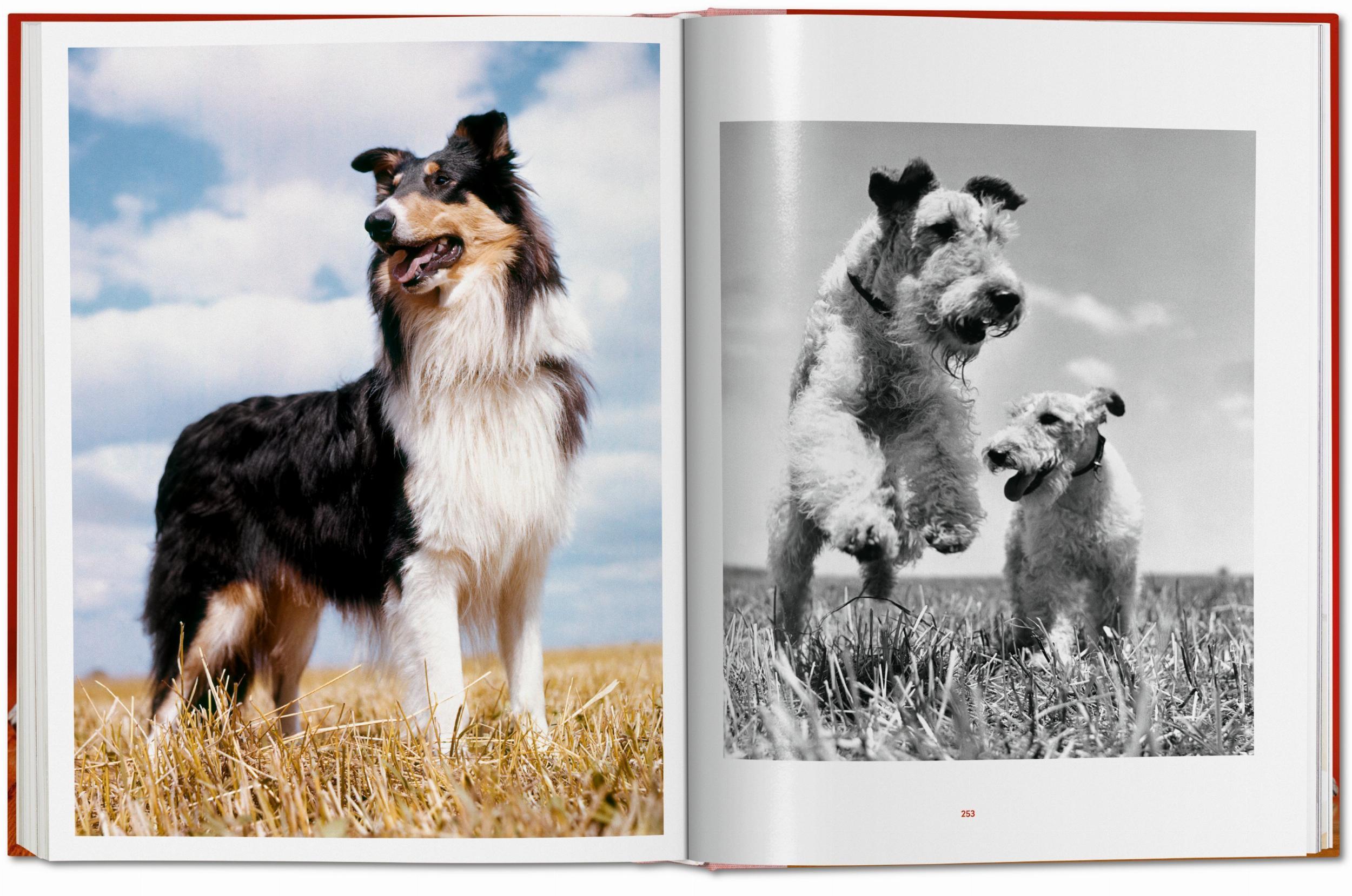 Beispielinhalt (Bild) Walter Chandoha. Dogs. Photographs 1941-1991