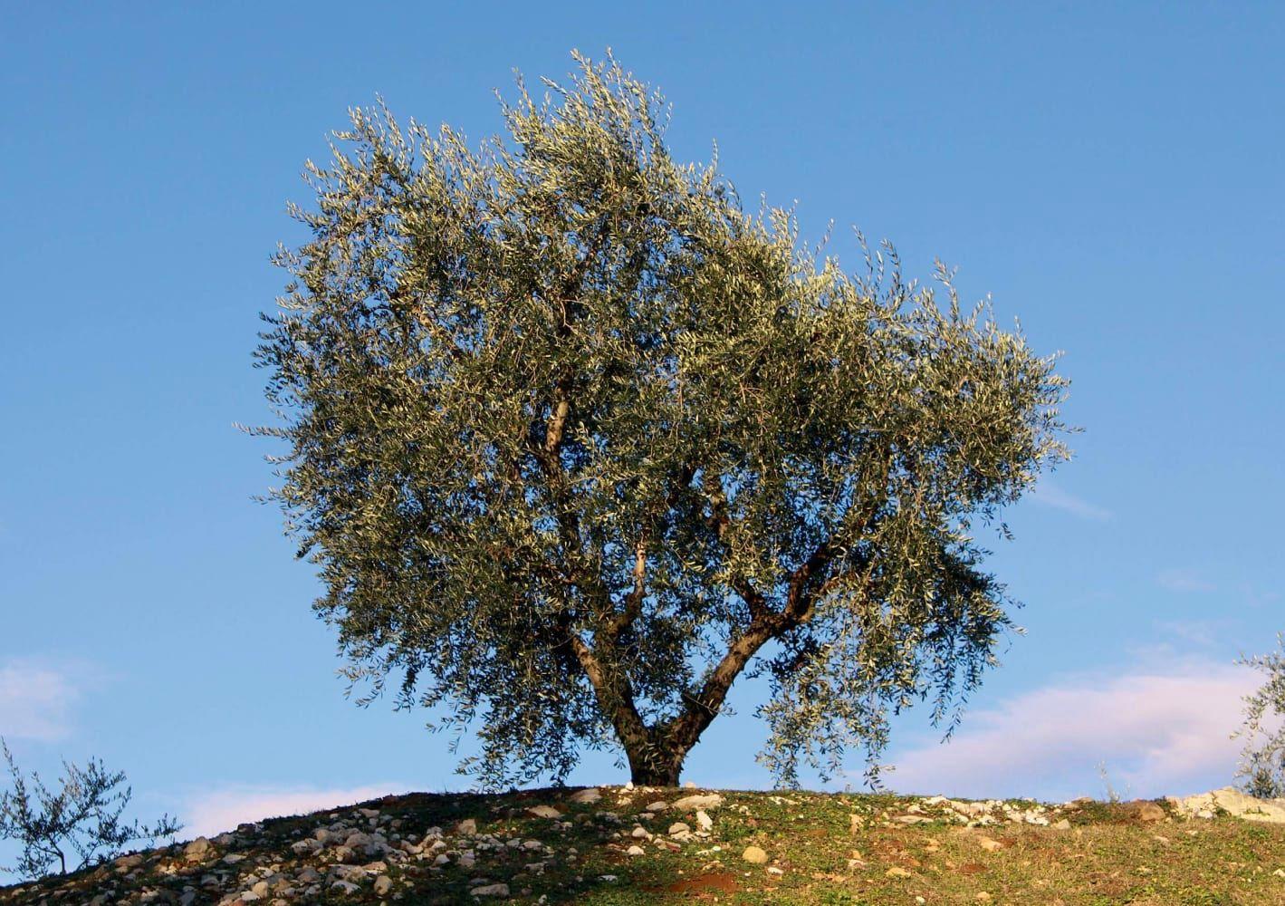Beispielinhalt (Bild) Schön, dass es mich gibt. Bildkarten zur Biografiearbeit