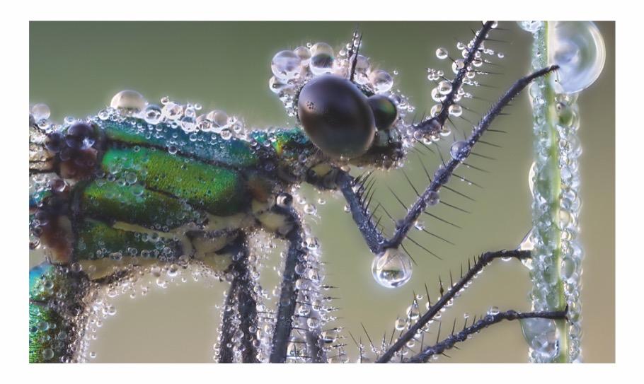 Beispielinhalt (Bild) Verborgene Wildnis Bayern