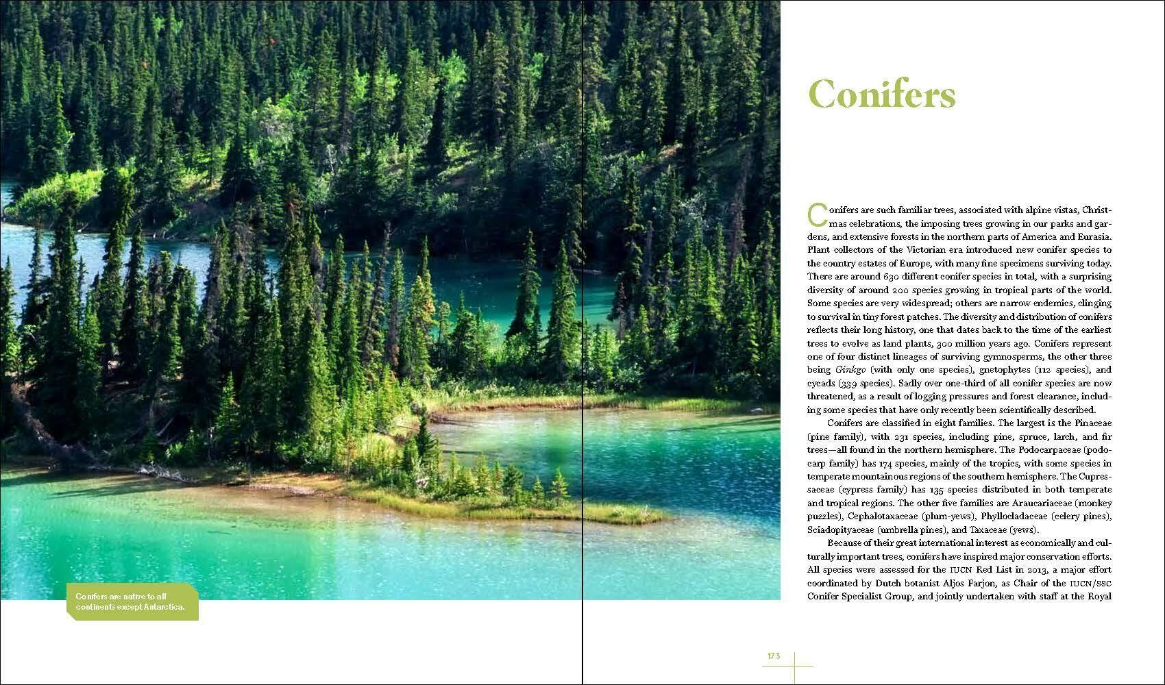 Beispielinhalt (Bild) Rare Trees