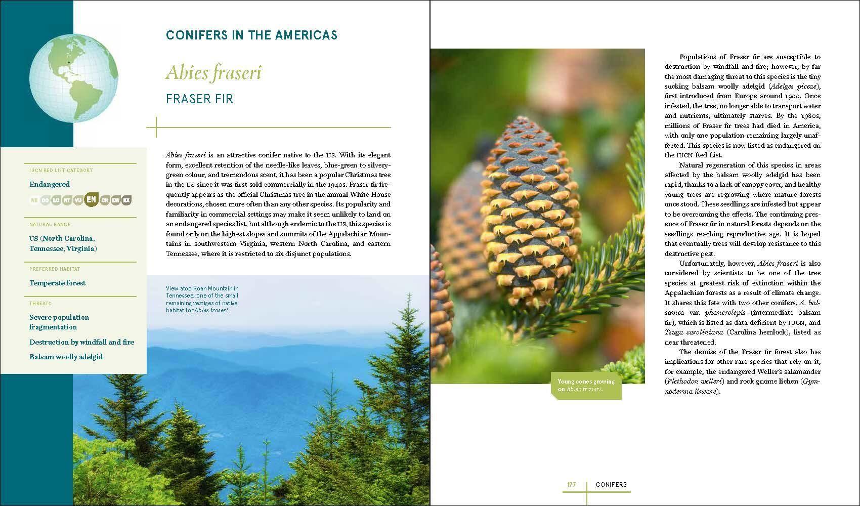 Beispielinhalt (Bild) Rare Trees