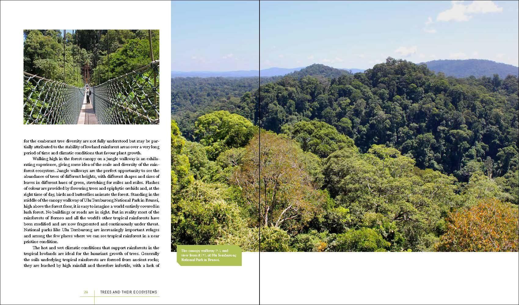 Beispielinhalt (Bild) Rare Trees