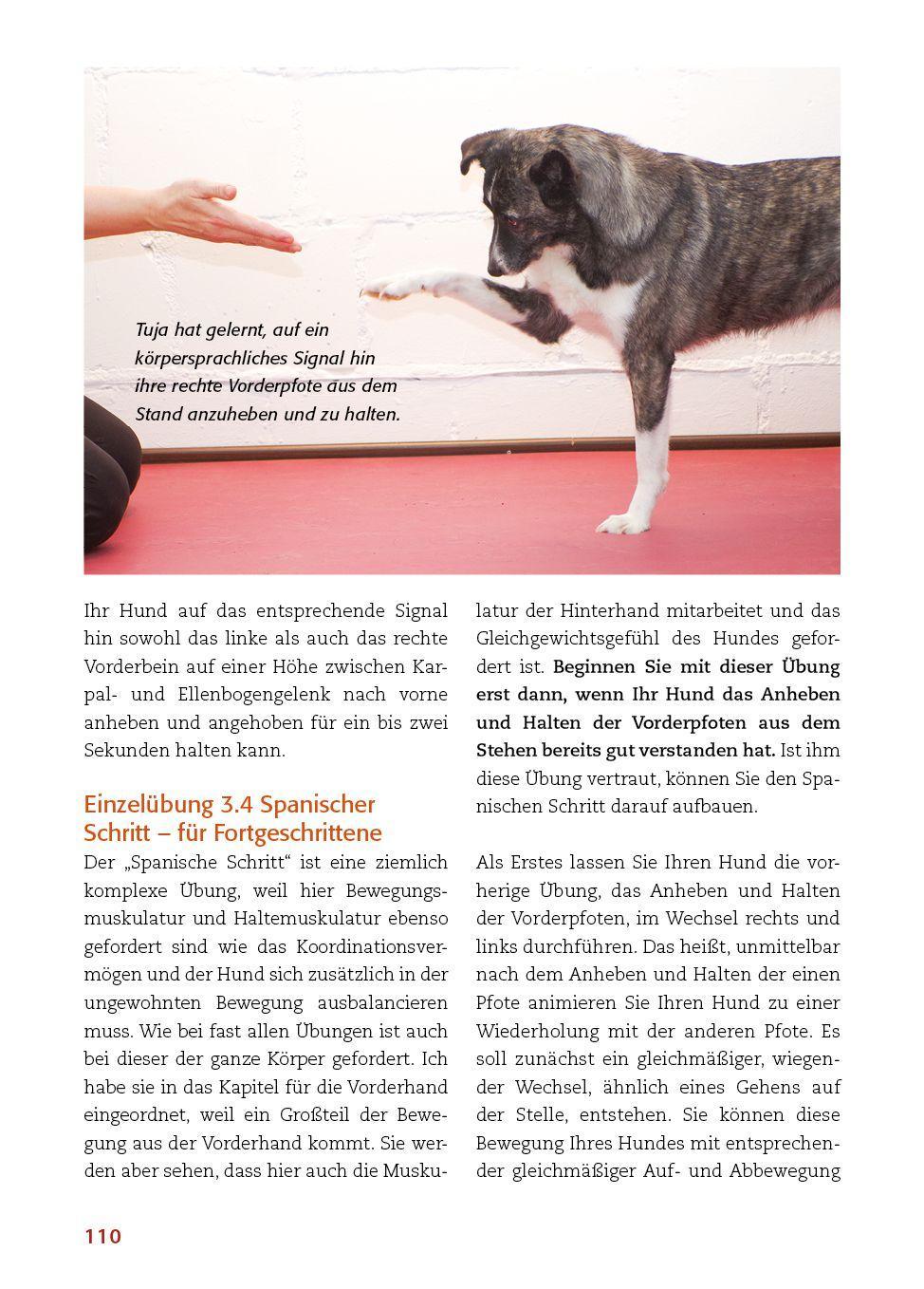 Beispielinhalt (Bild) Körperarbeit mit dem Hund