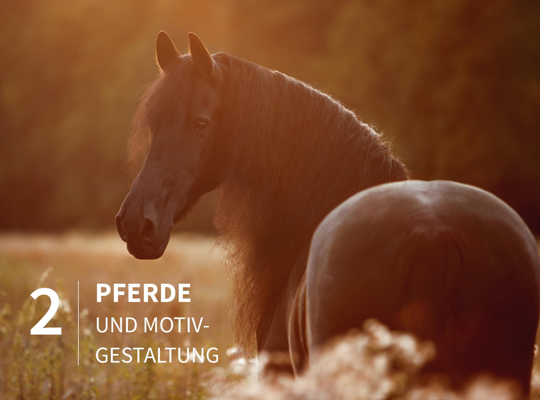 Beispielinhalt (Bild) Pferde stilvoll fotografieren