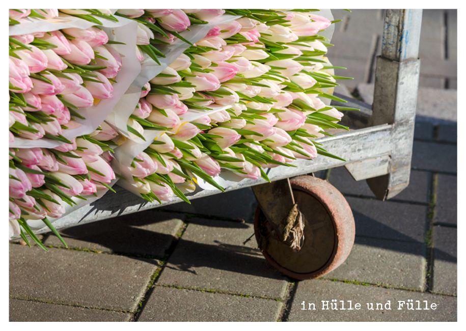 Beispielinhalt (Bild) feste feiern - Postkartenbuch