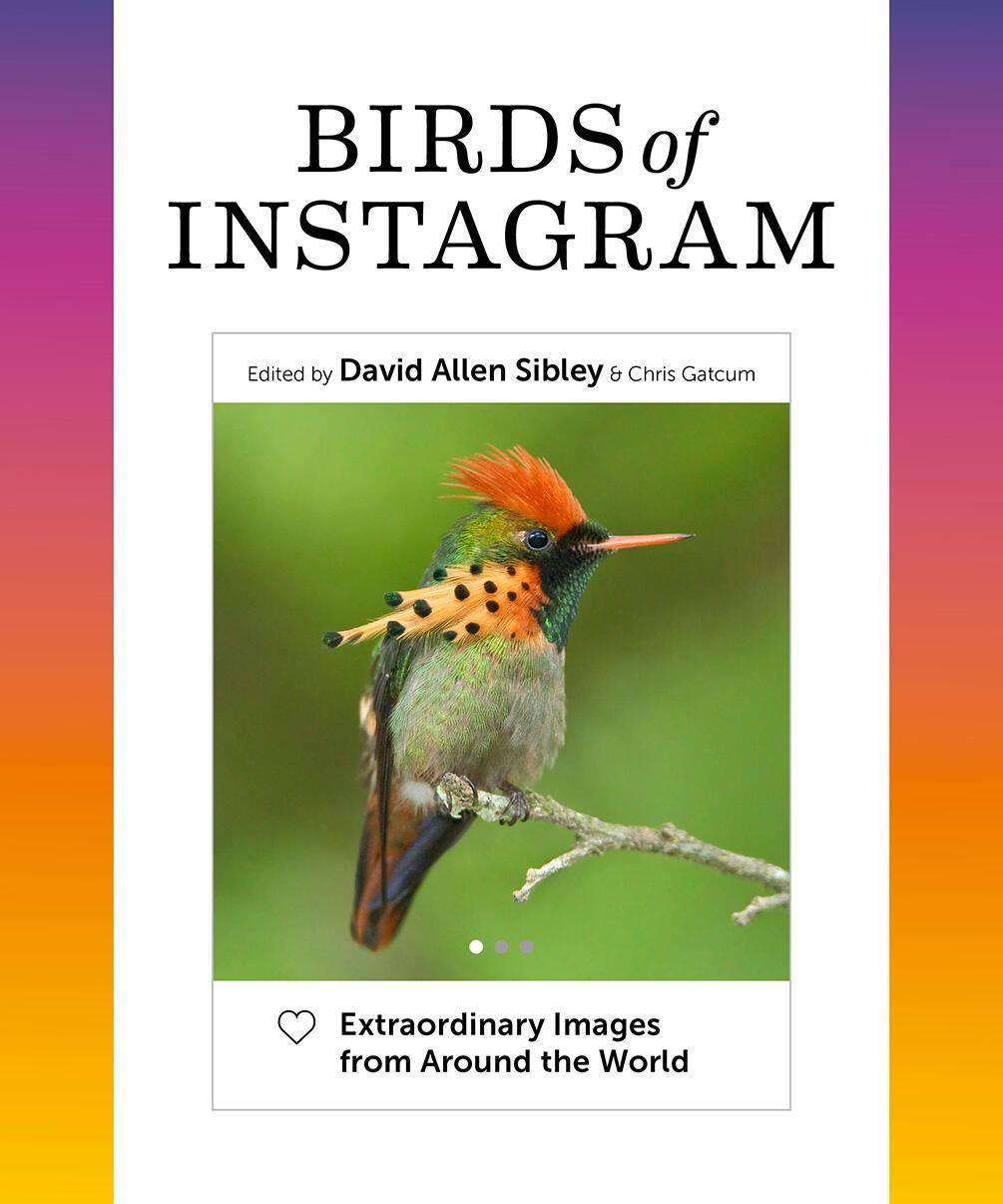 Vorderes Coverbild Birds of Instagram