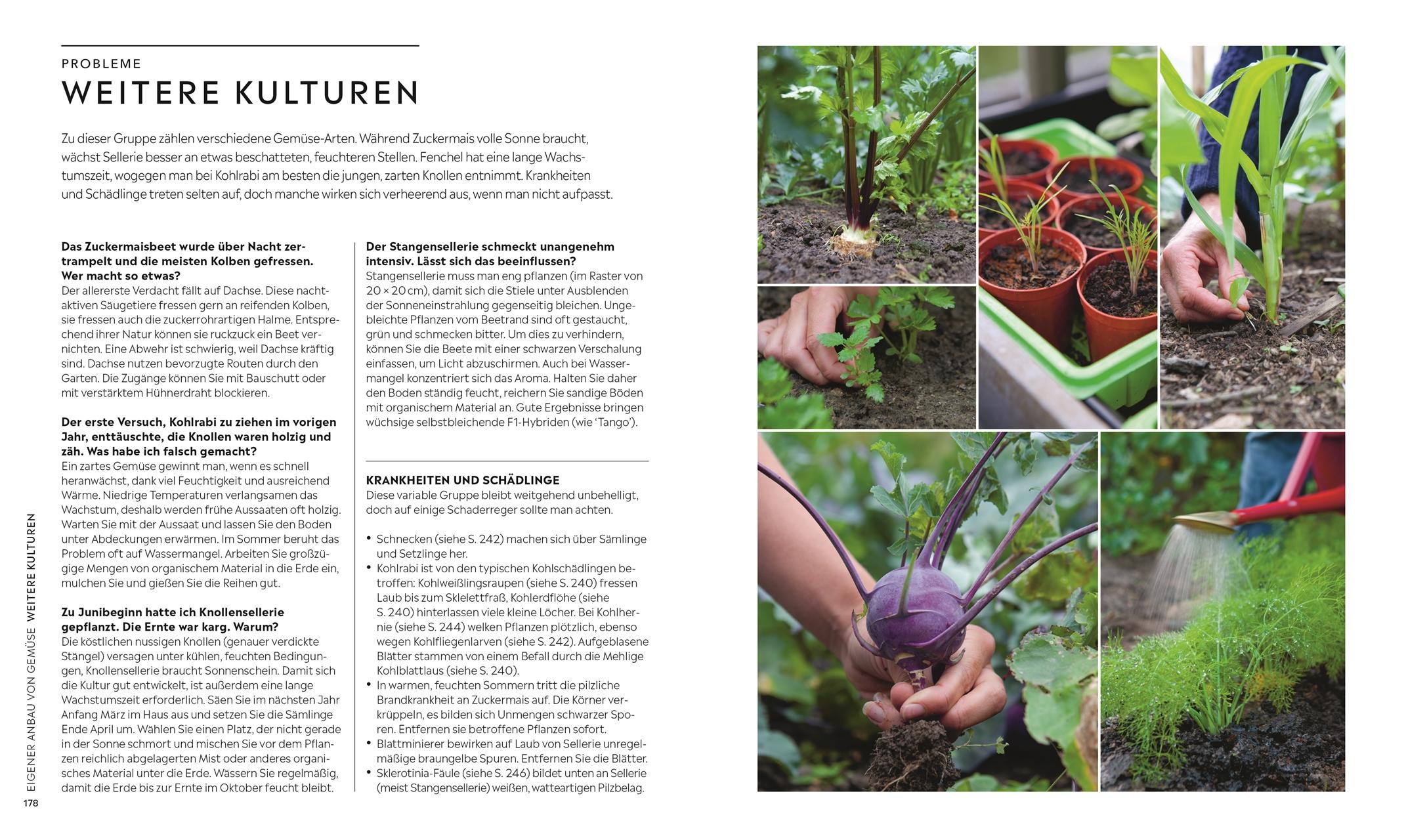 Beispielinhalt (Bild) Kleiner Garten - große Ernte