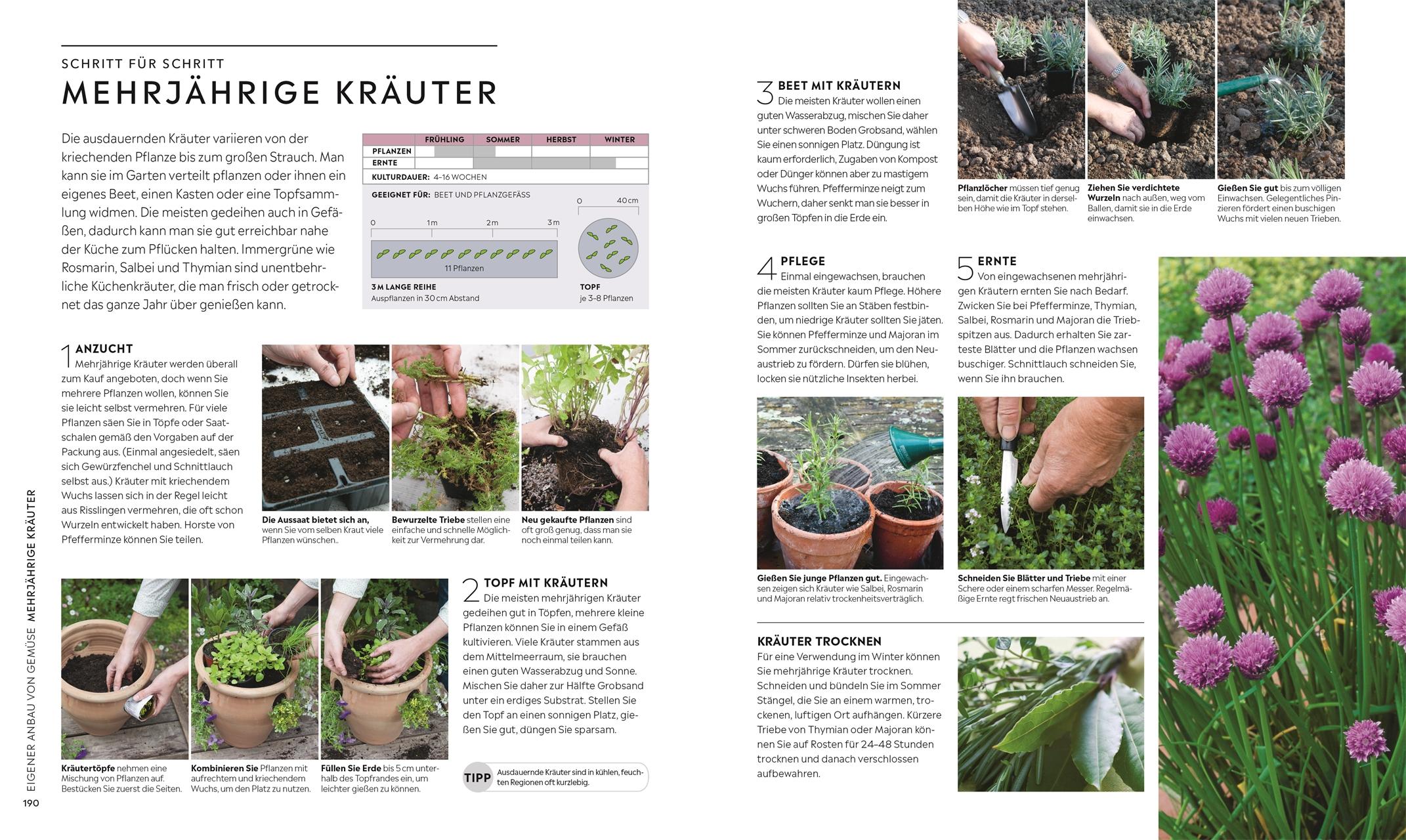 Beispielinhalt (Bild) Kleiner Garten - große Ernte