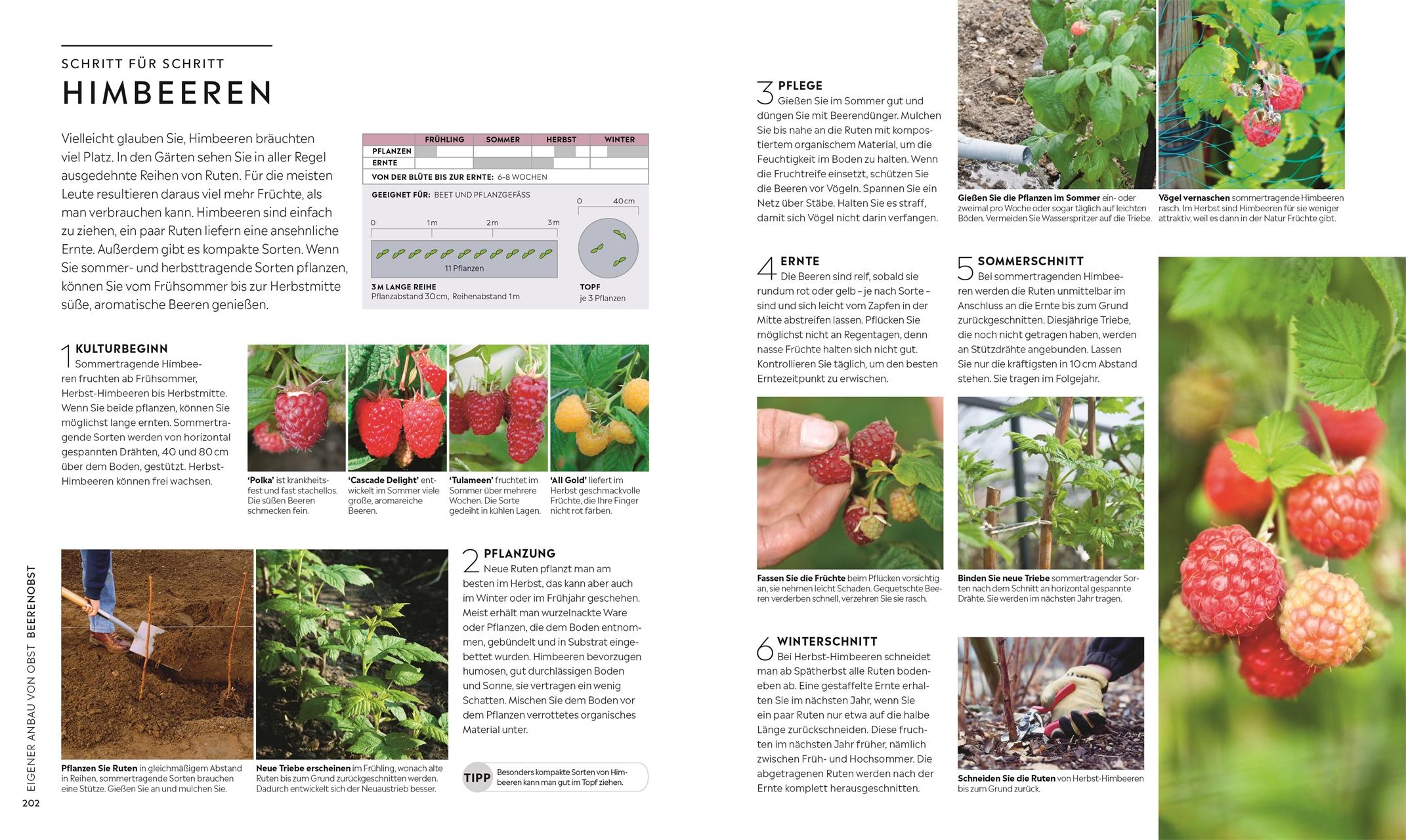 Beispielinhalt (Bild) Kleiner Garten - große Ernte