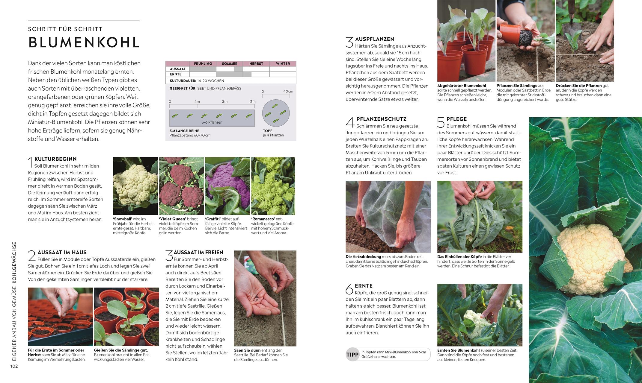 Beispielinhalt (Bild) Kleiner Garten - große Ernte